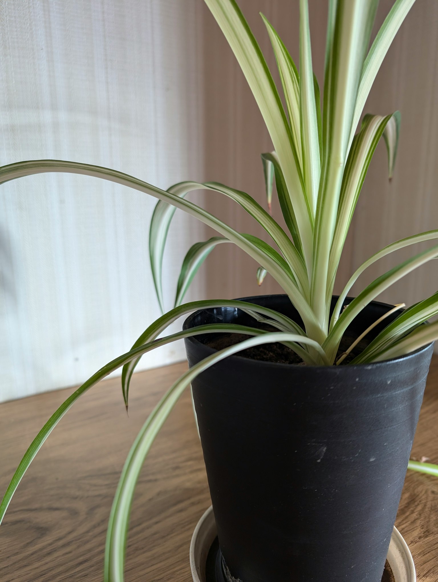 Feuilles vertes et crème d'une plante d'intérieur dans un pot noir