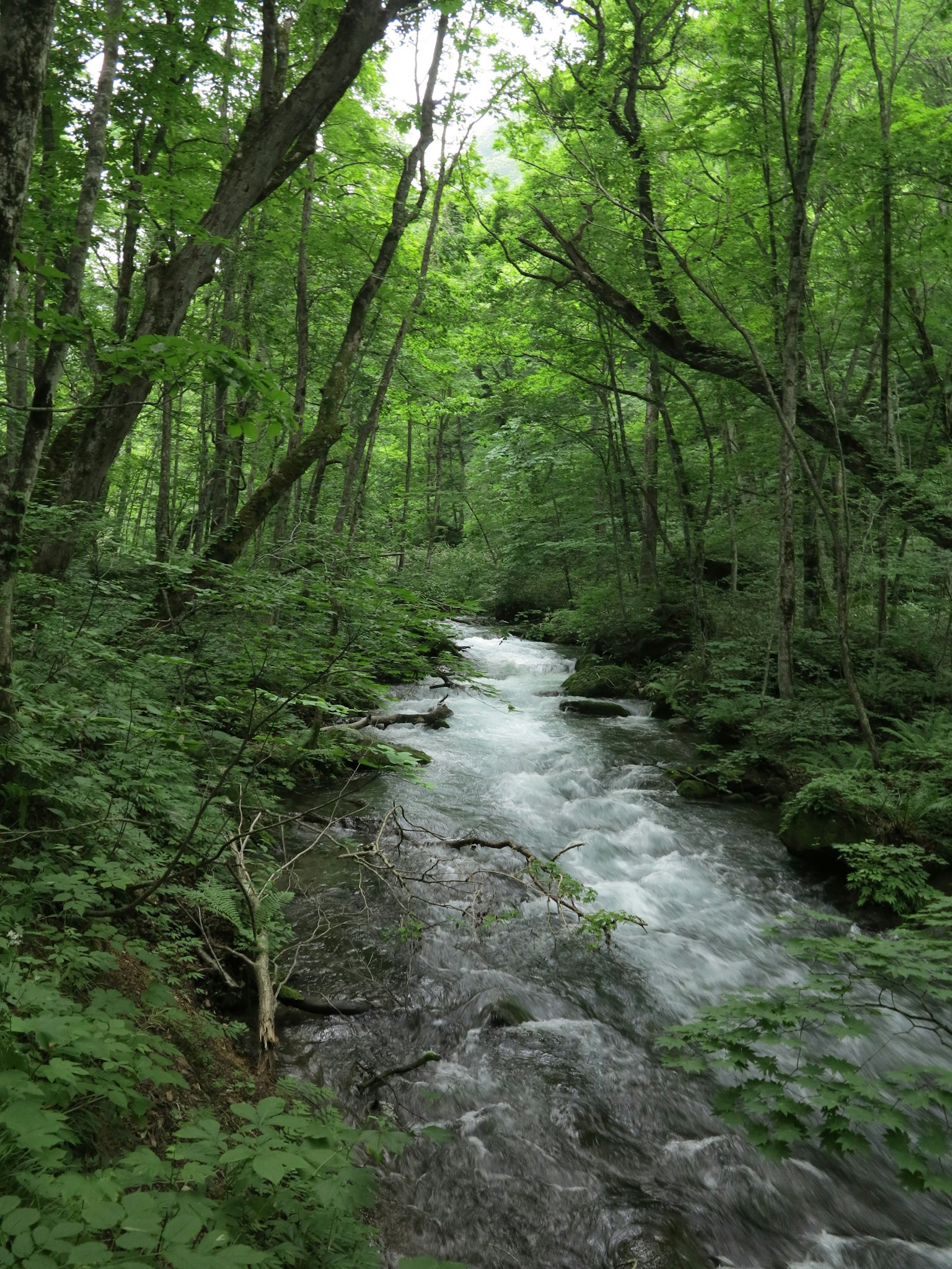 Una vista escénica de un arroyo claro que fluye a través de un bosque verde
