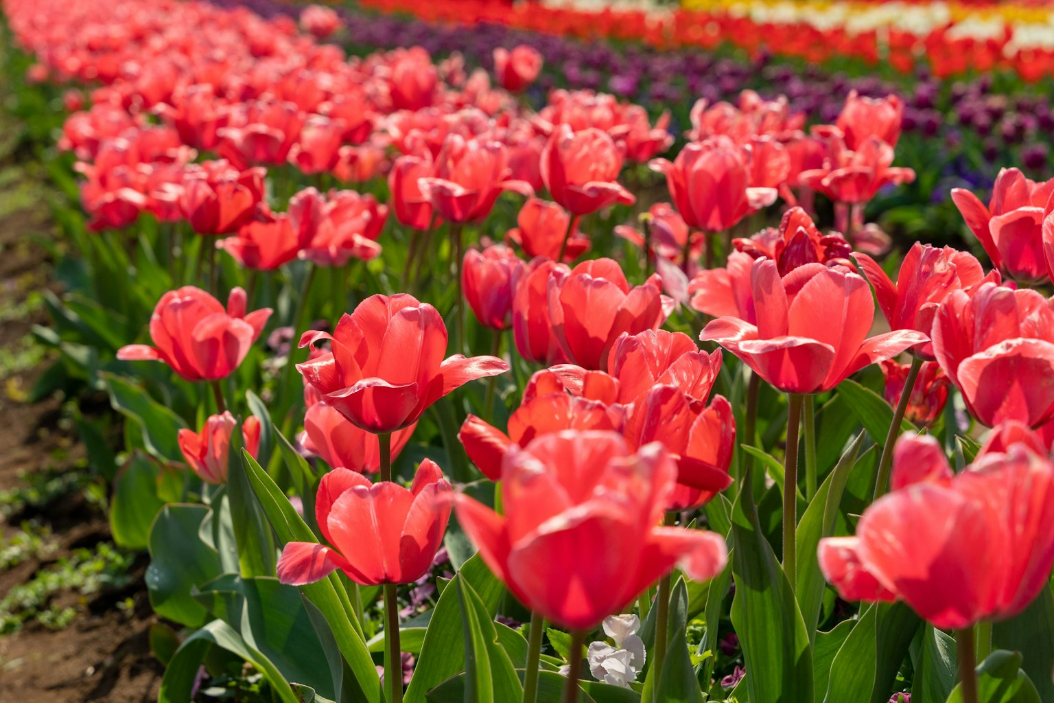 Gros plan sur un champ de tulipes vibrantes