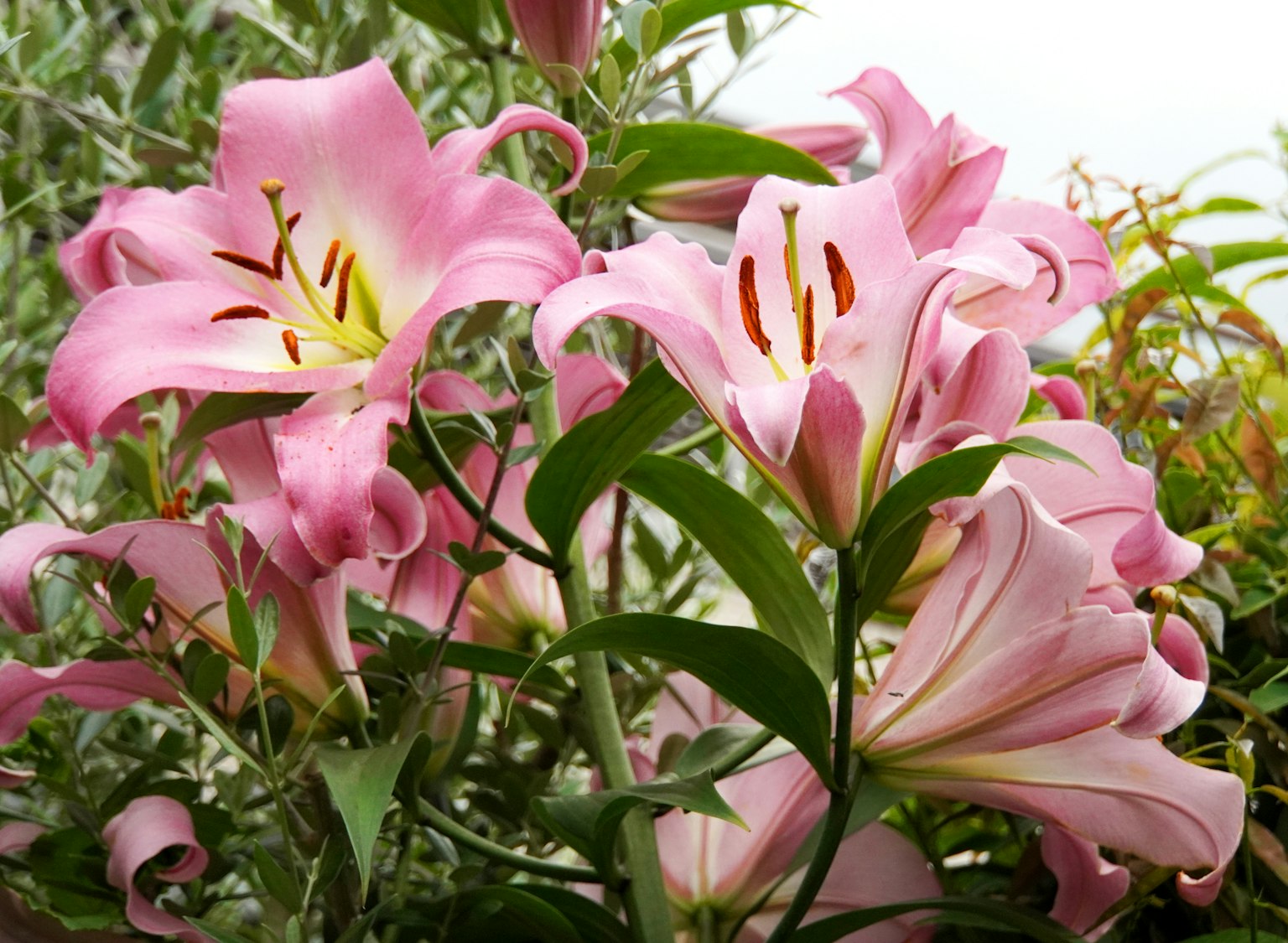 盛开的粉色百合花美丽场景