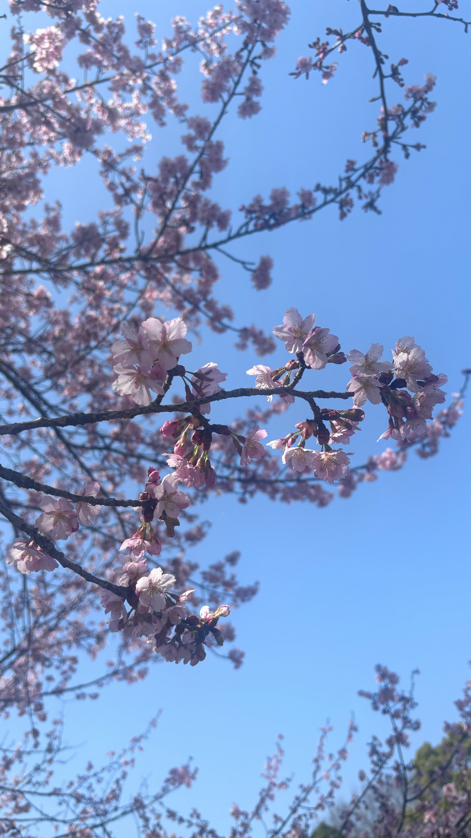 Primo piano di fiori di ciliegio e rami contro un cielo blu