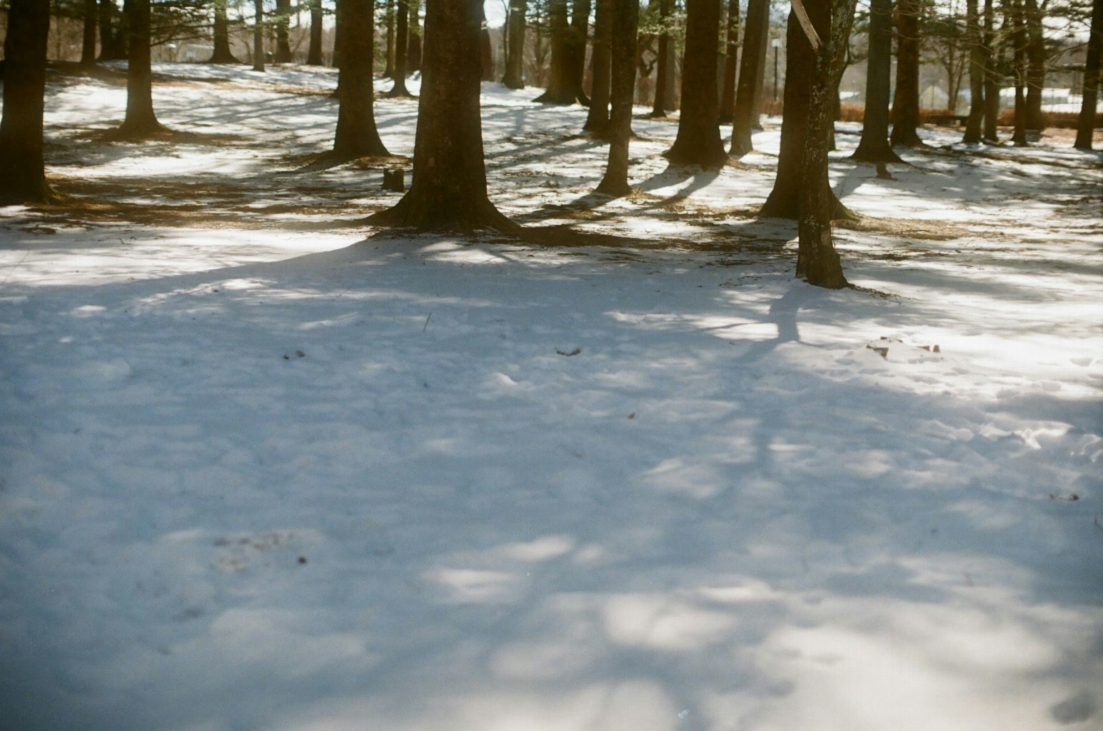雪融化的森林，樹木與地面殘雪