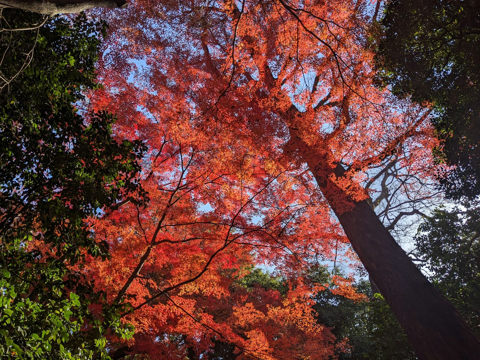 仰望一棵有鮮艷紅葉的樹