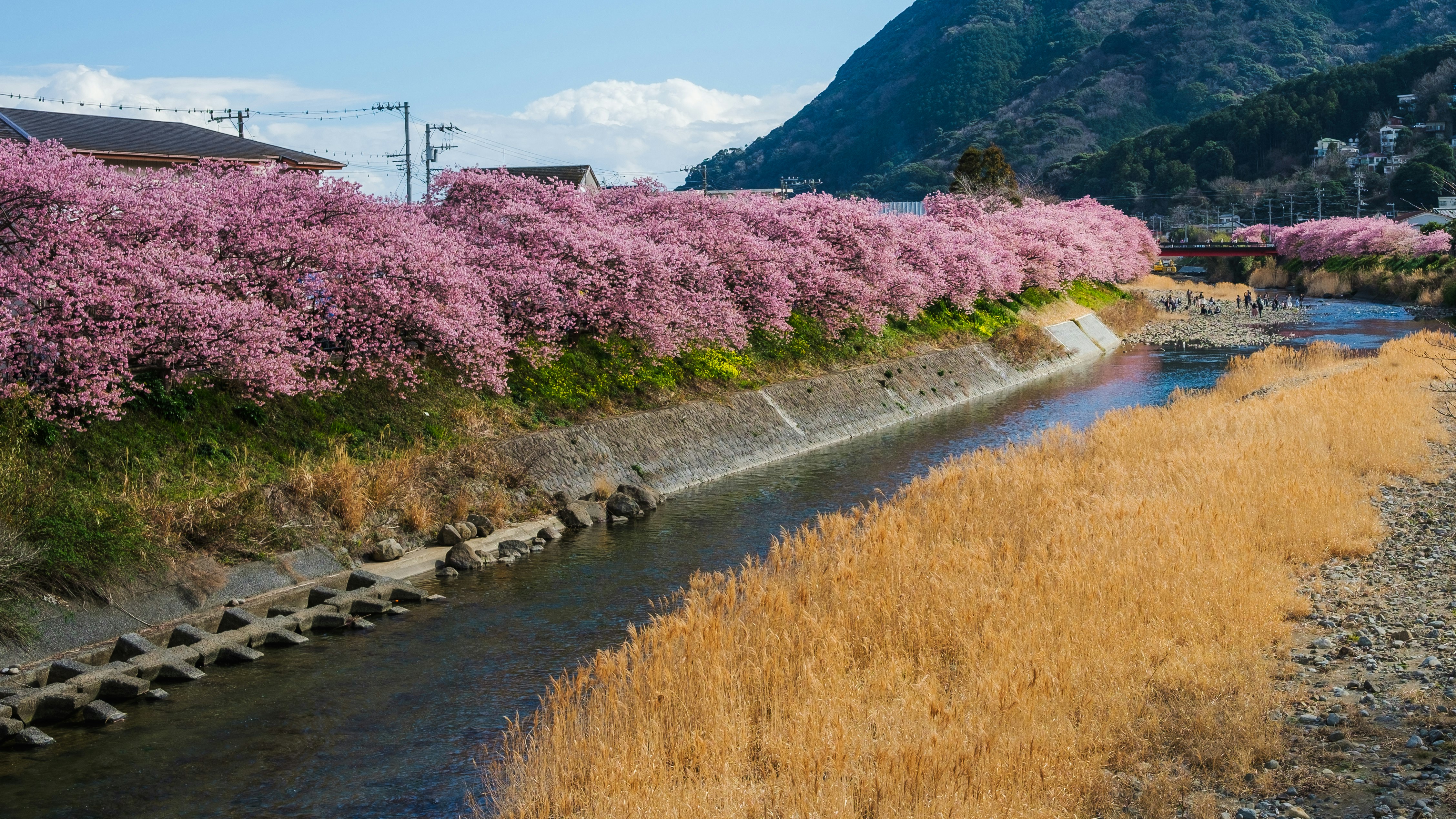 川沿いに咲くピンクの桜並木と山の景色