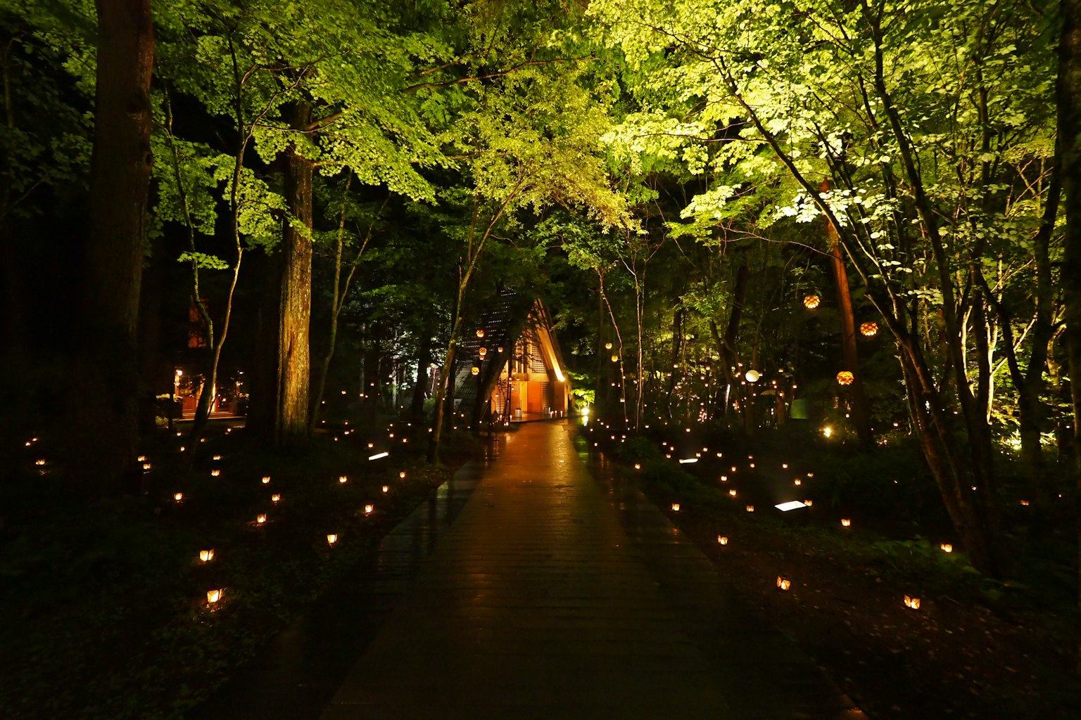 A magical pathway illuminated by lights surrounded by green trees