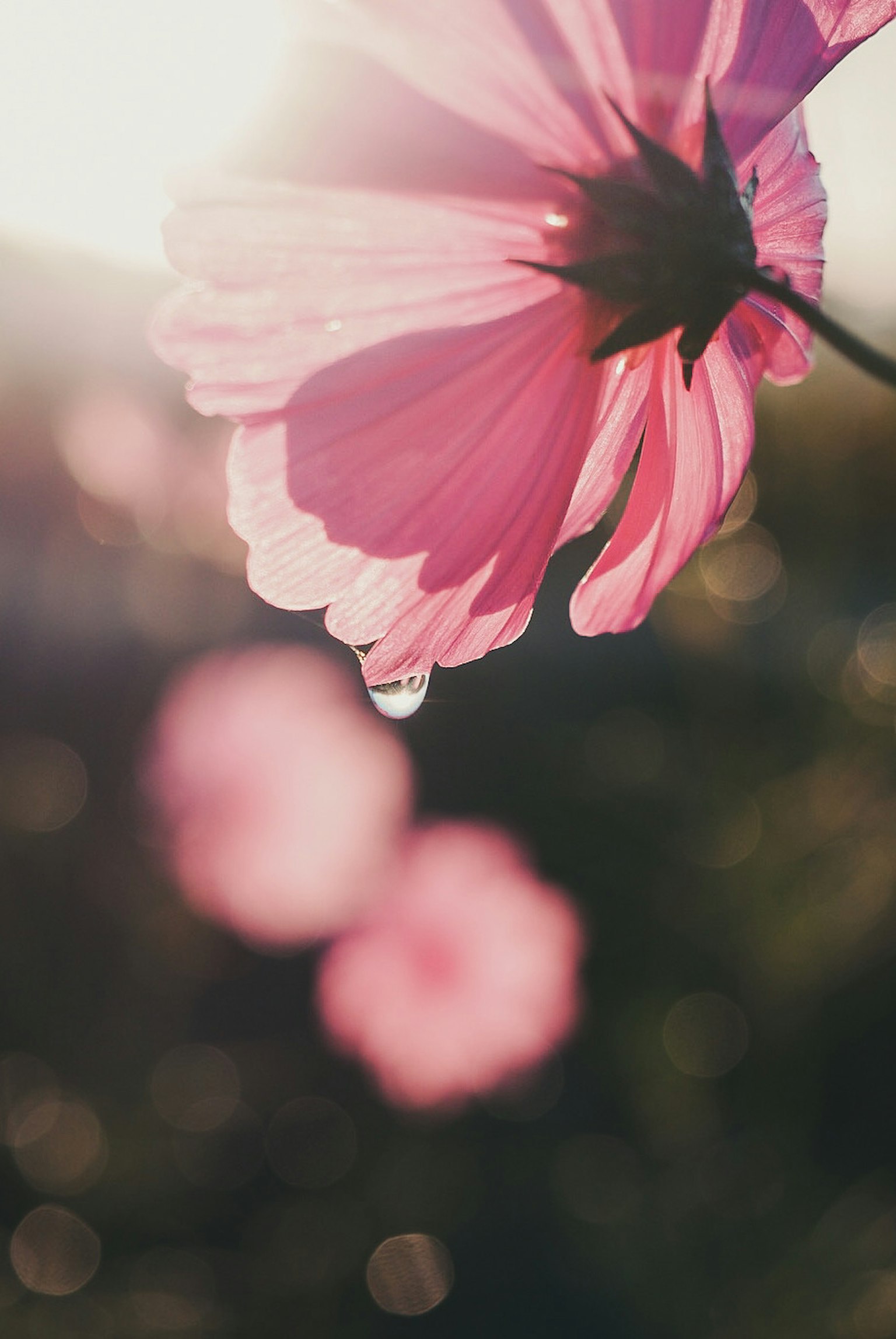 ピンクの花びらに水滴がついている写真 背景にぼんやりした他の花が見える