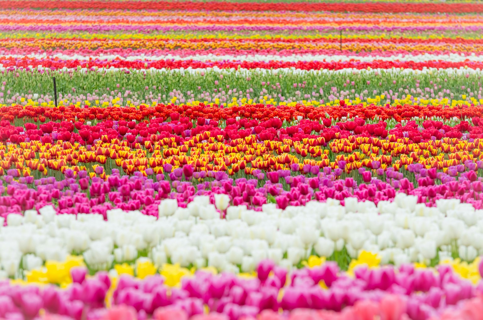 Lebendige Tulpenfelder mit Reihen bunter Blumen