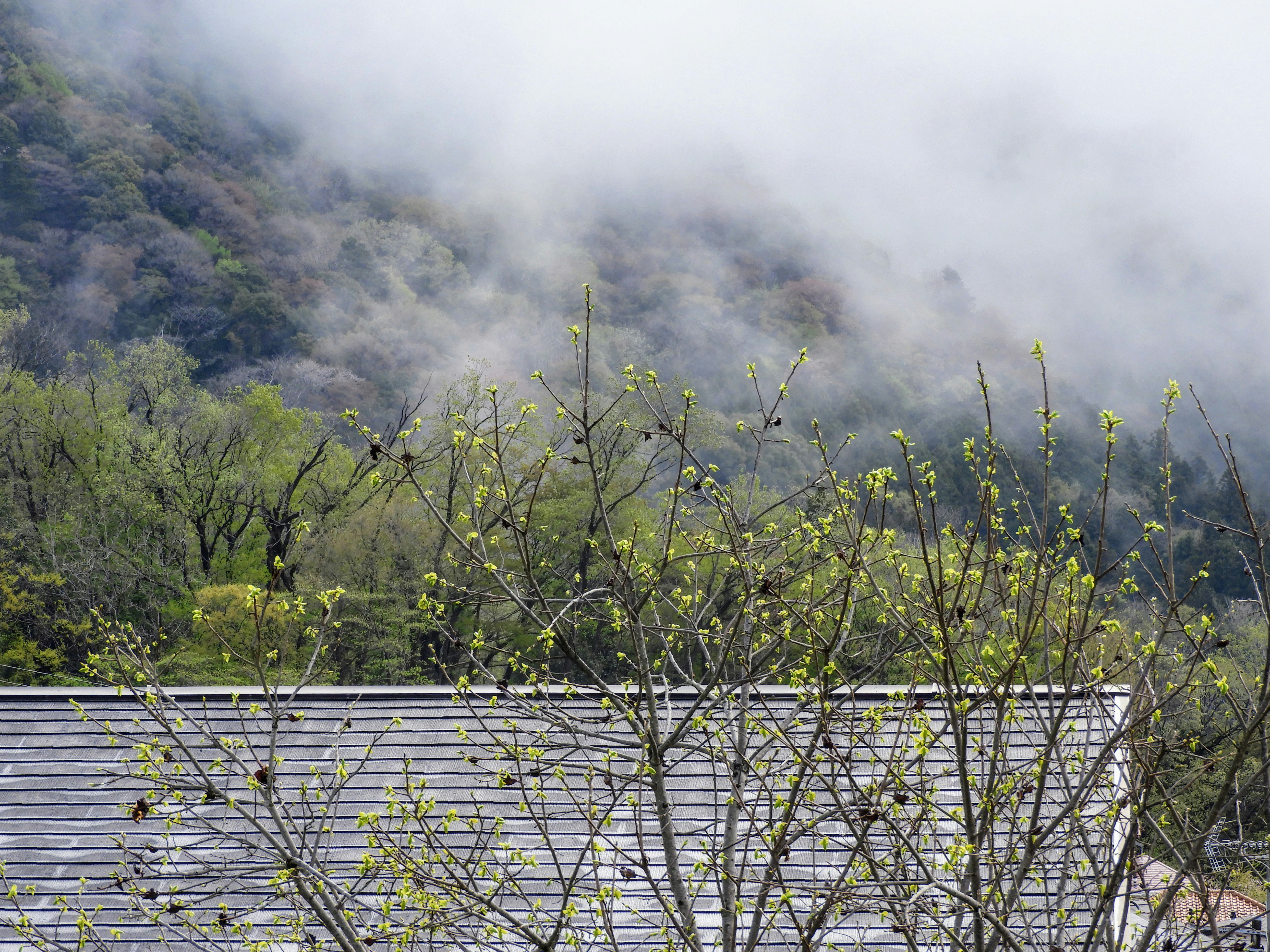 朝霧のかかる山あいの風景