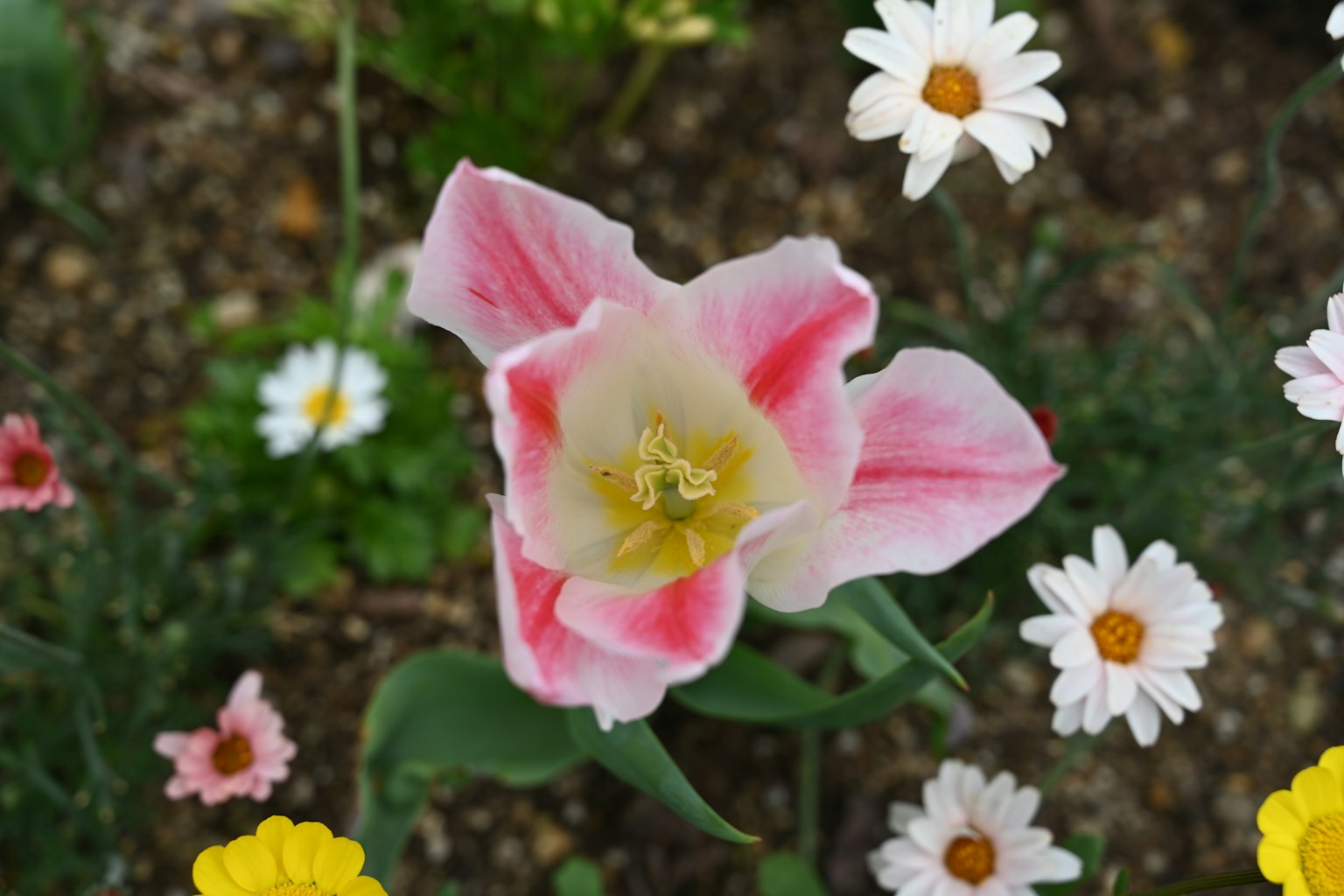 Rosa und weiße Tulpe blüht zwischen verschiedenen Blumen