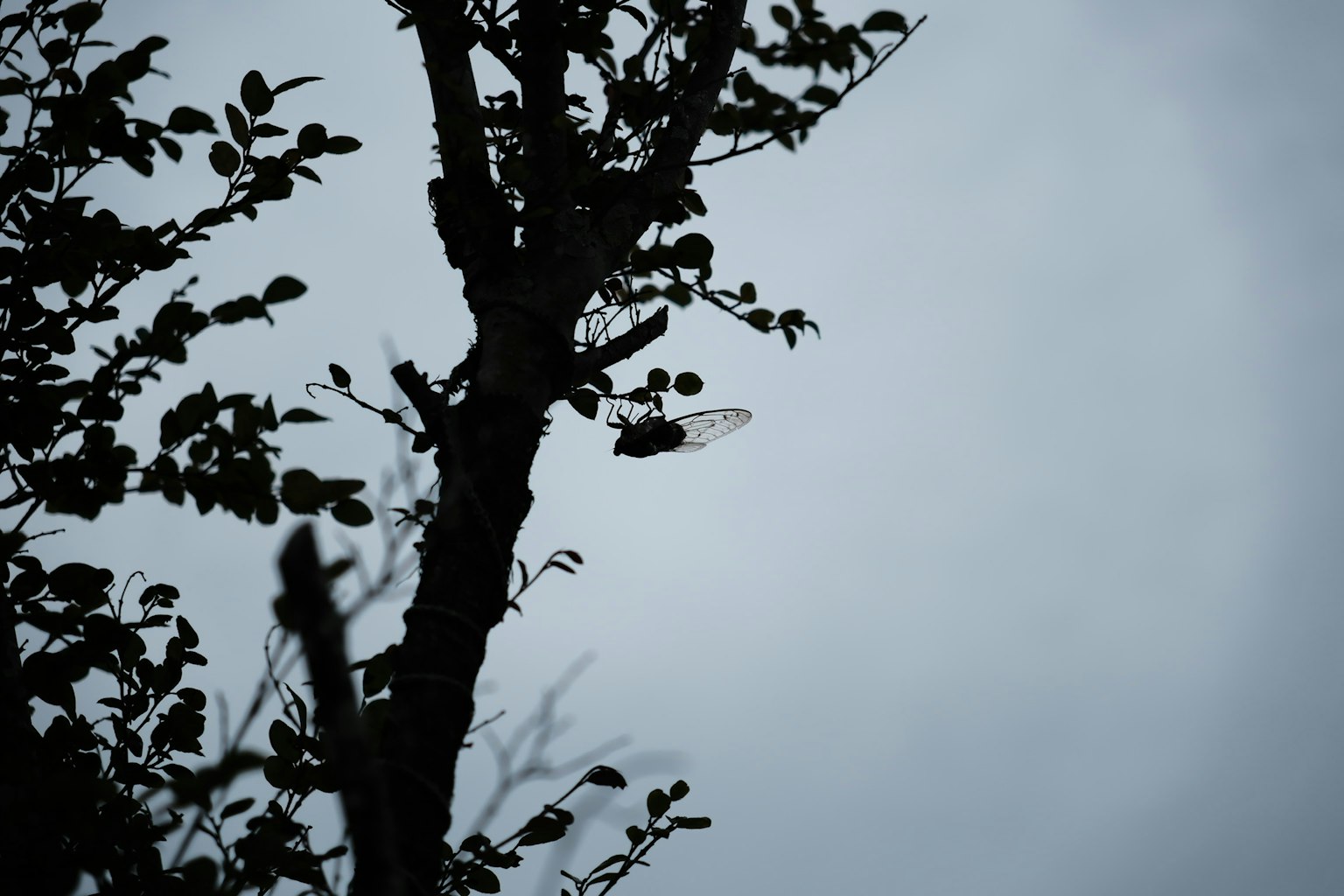 Silhouette di un albero contro un cielo grigio