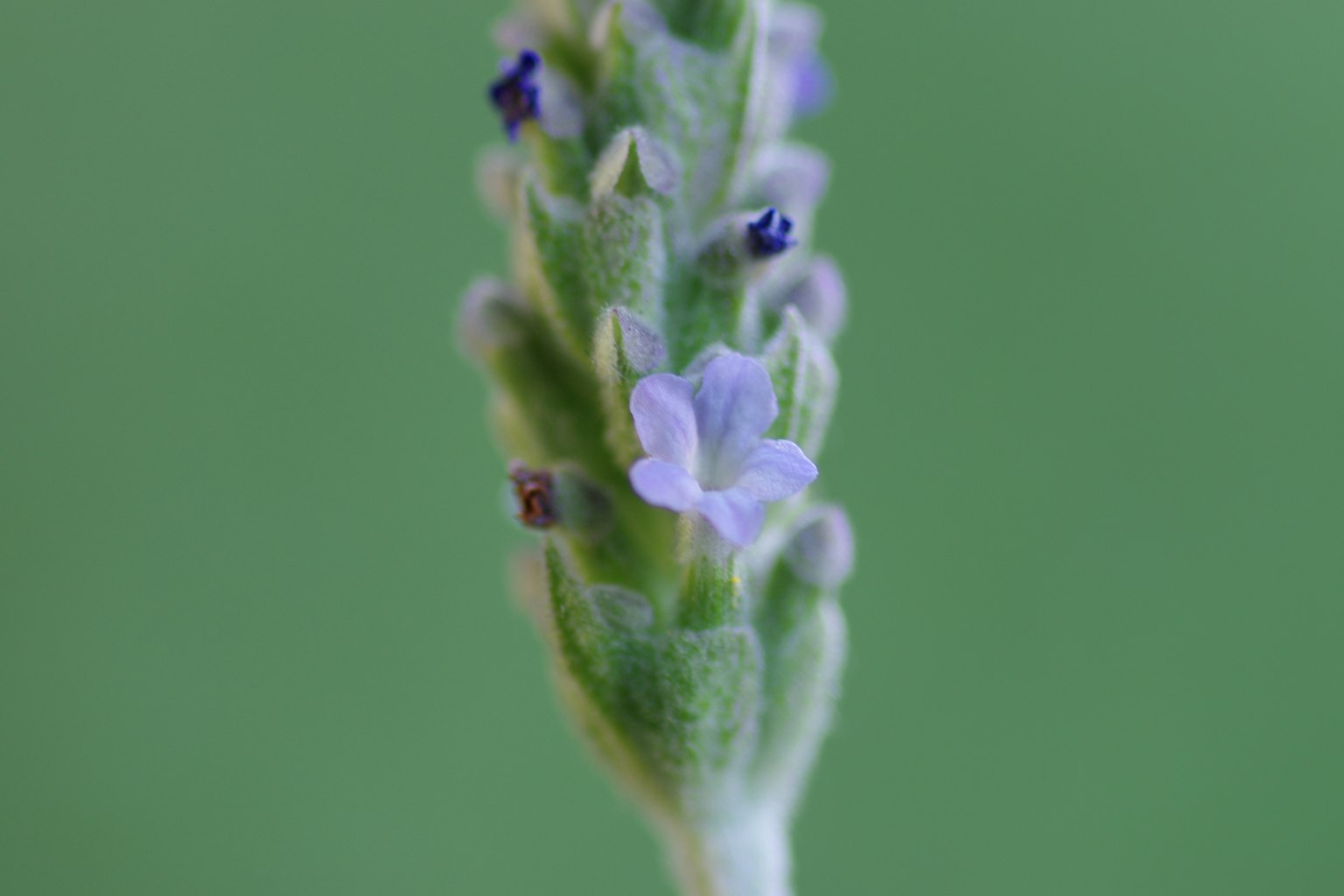 Nahaufnahme einer lila Lavendelblüte vor grünem Hintergrund