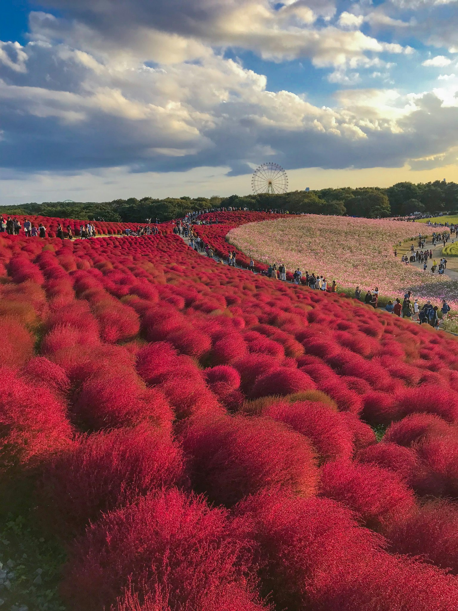 藍天下紅色秋葵灌木的風景