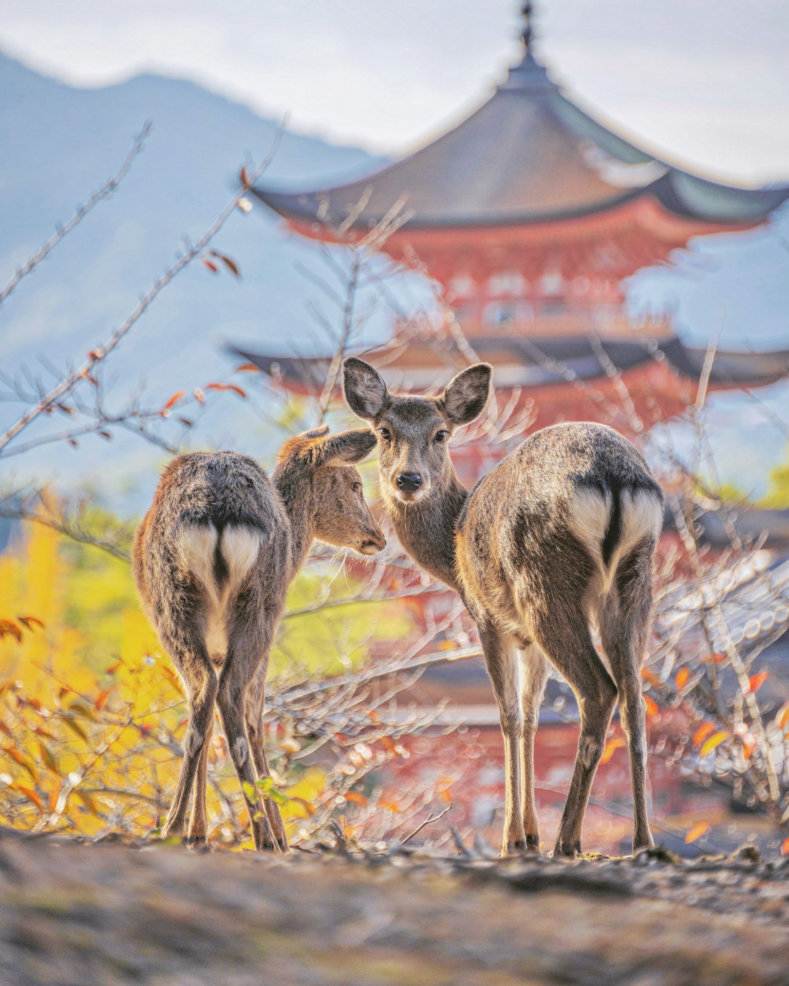 兩隻鹿回頭，背景有傳統日本塔