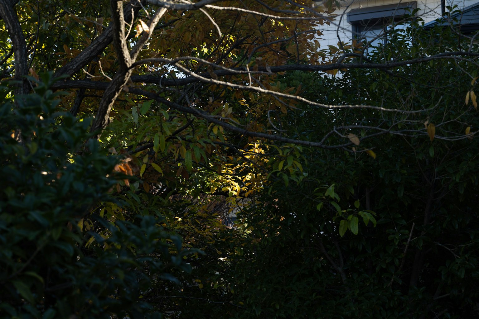 木々の間からの光が差し込む緑豊かな庭の風景