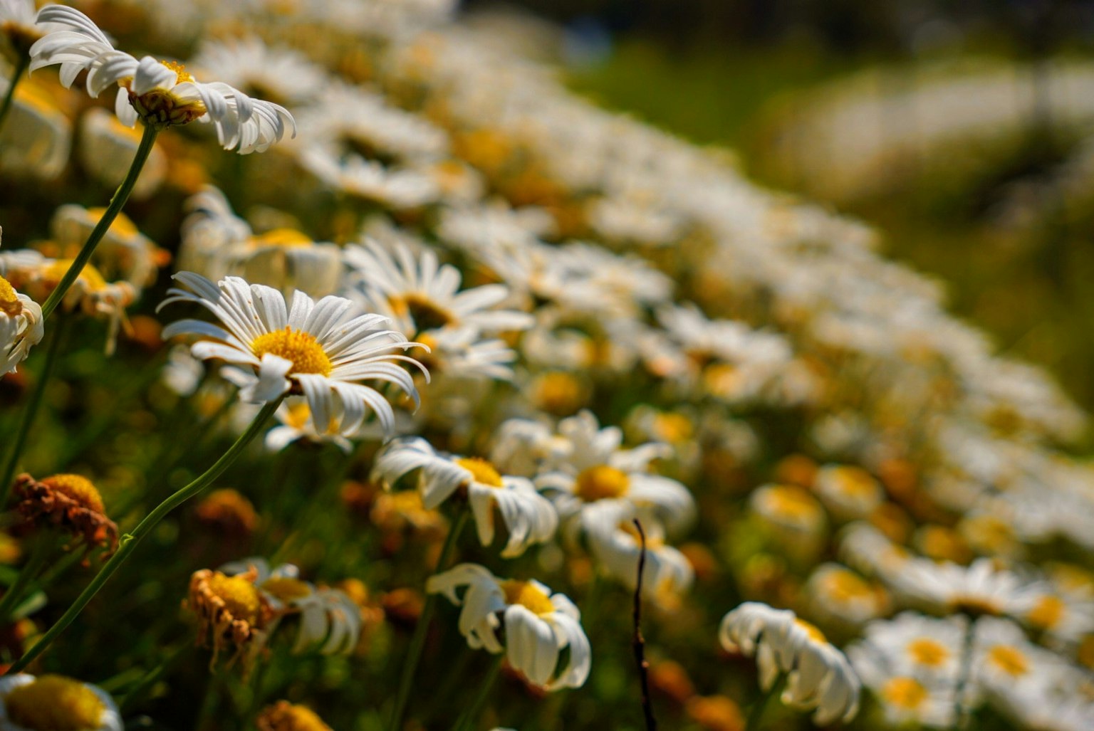 A field of daisies with white petals and yellow centers in soft focus