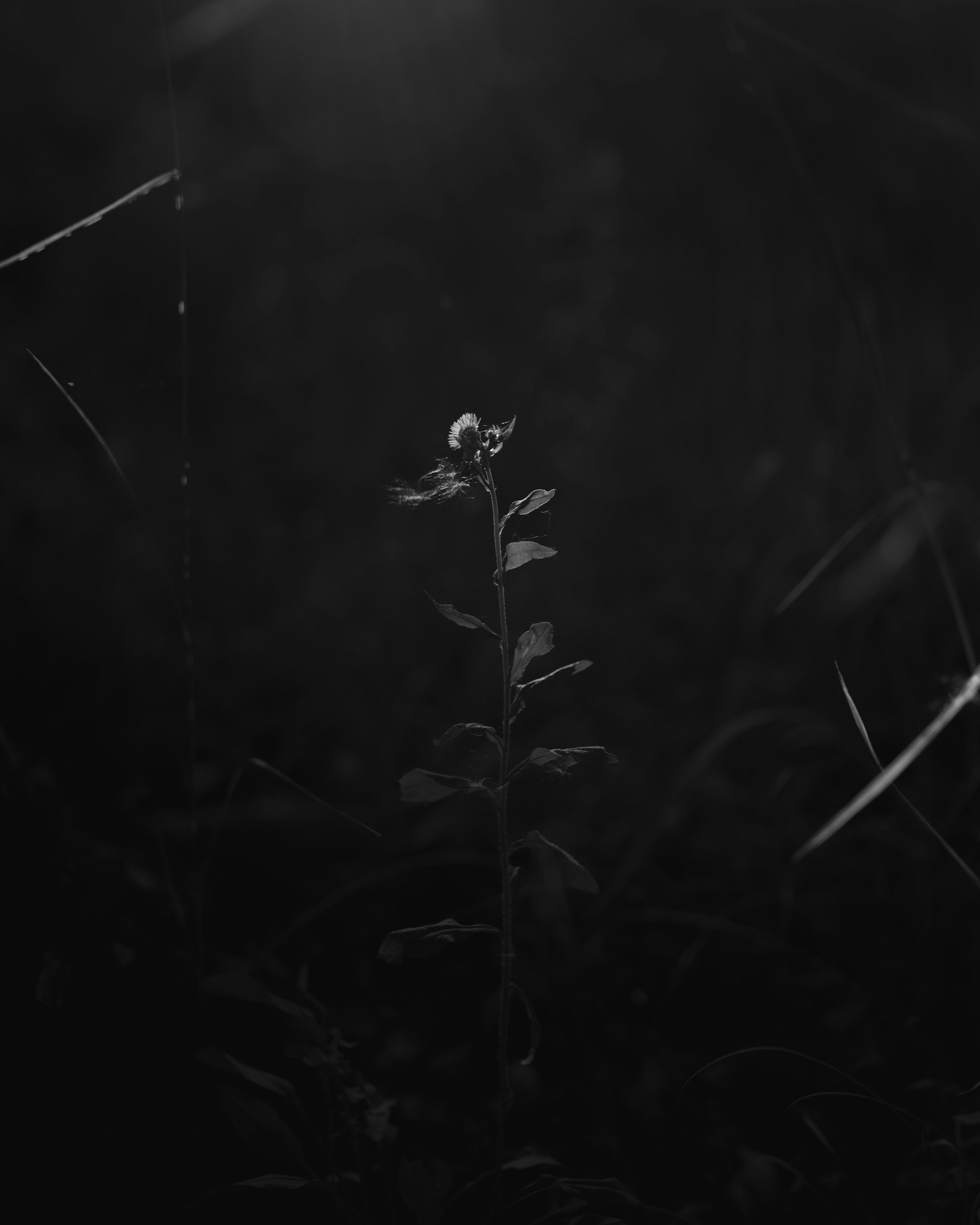 A striking black and white image of a slender plant with leaves emerging from a dark background