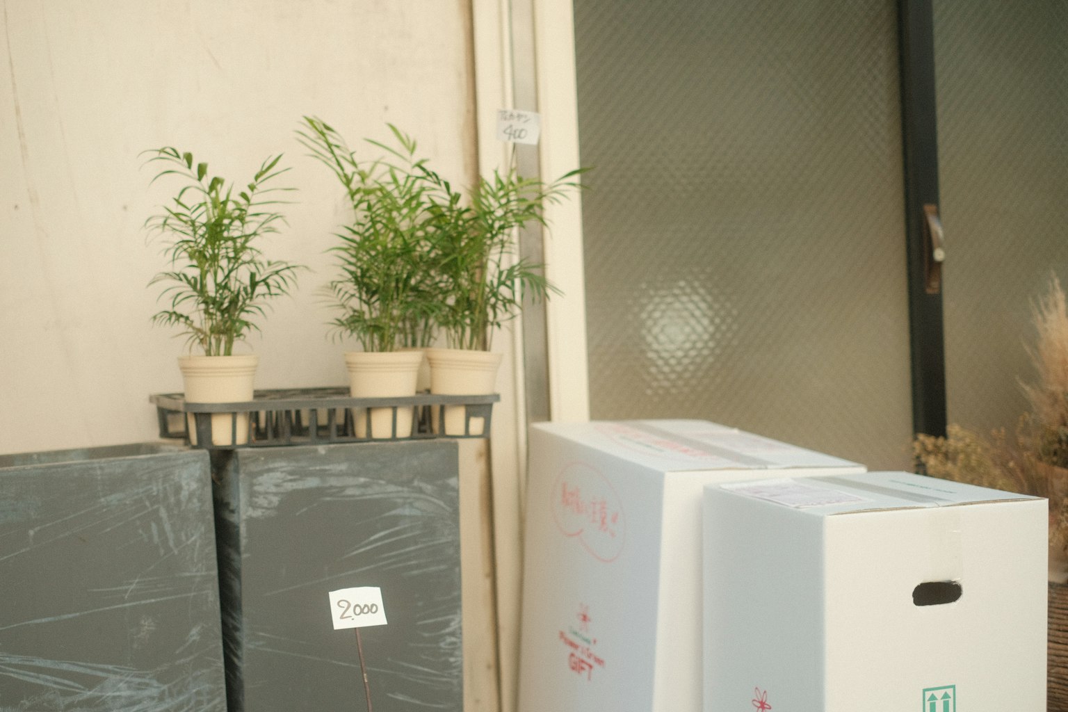 室内角落，架子上有盆栽植物和纸箱