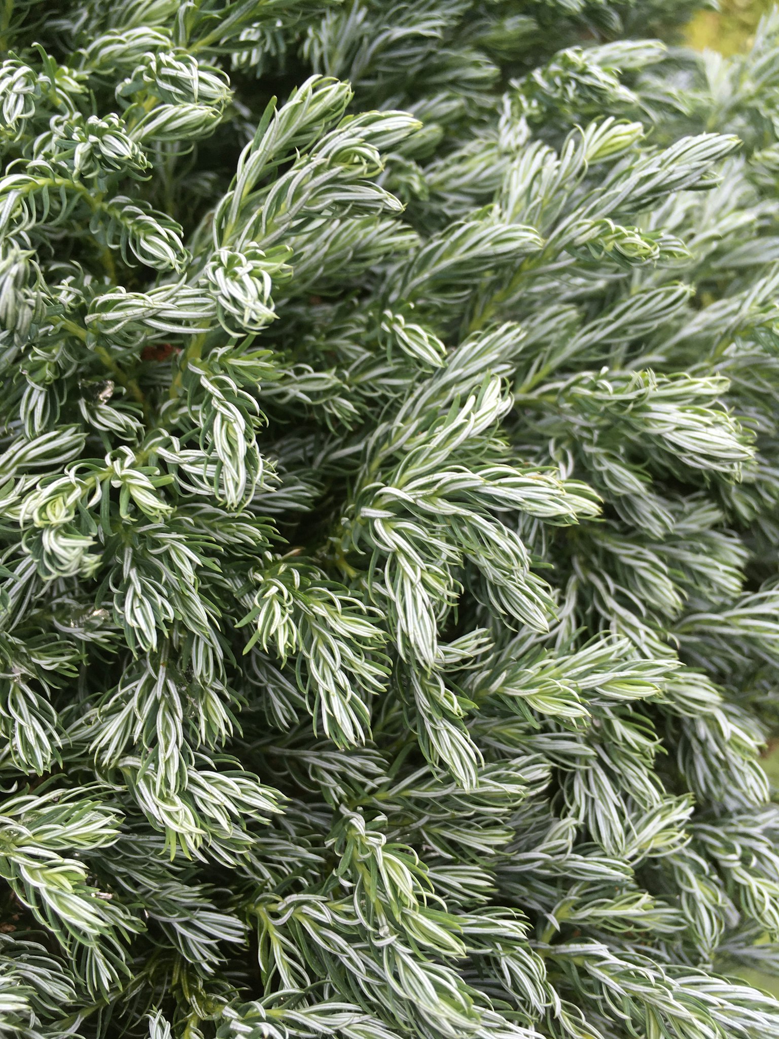Gros plan d'une plante avec de longues feuilles vertes