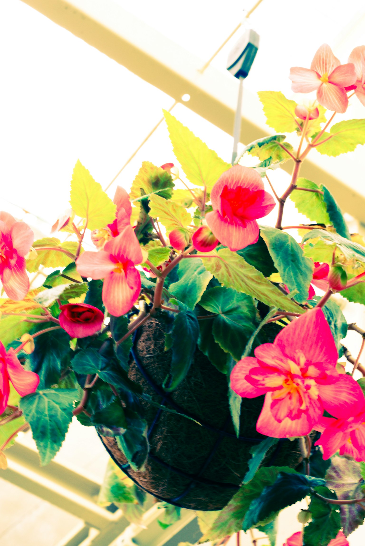 Maceta colgante con flores rosas vibrantes y hojas verdes exuberantes contra un fondo brillante
