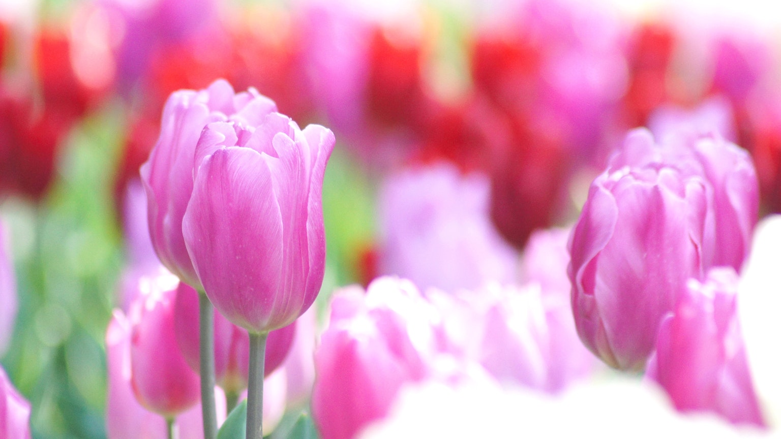 Primo piano di un campo di tulipani vibranti con fiori rosa e rossi
