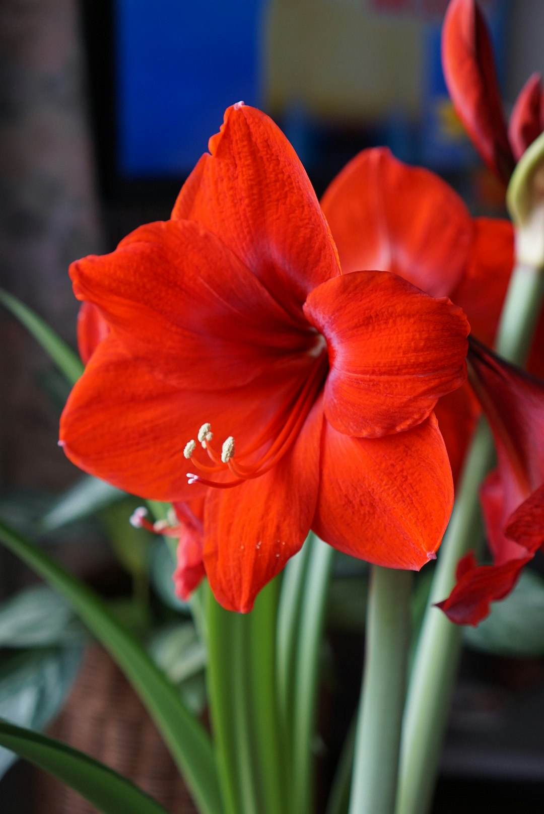 赤いアマリリスの花のクローズアップ