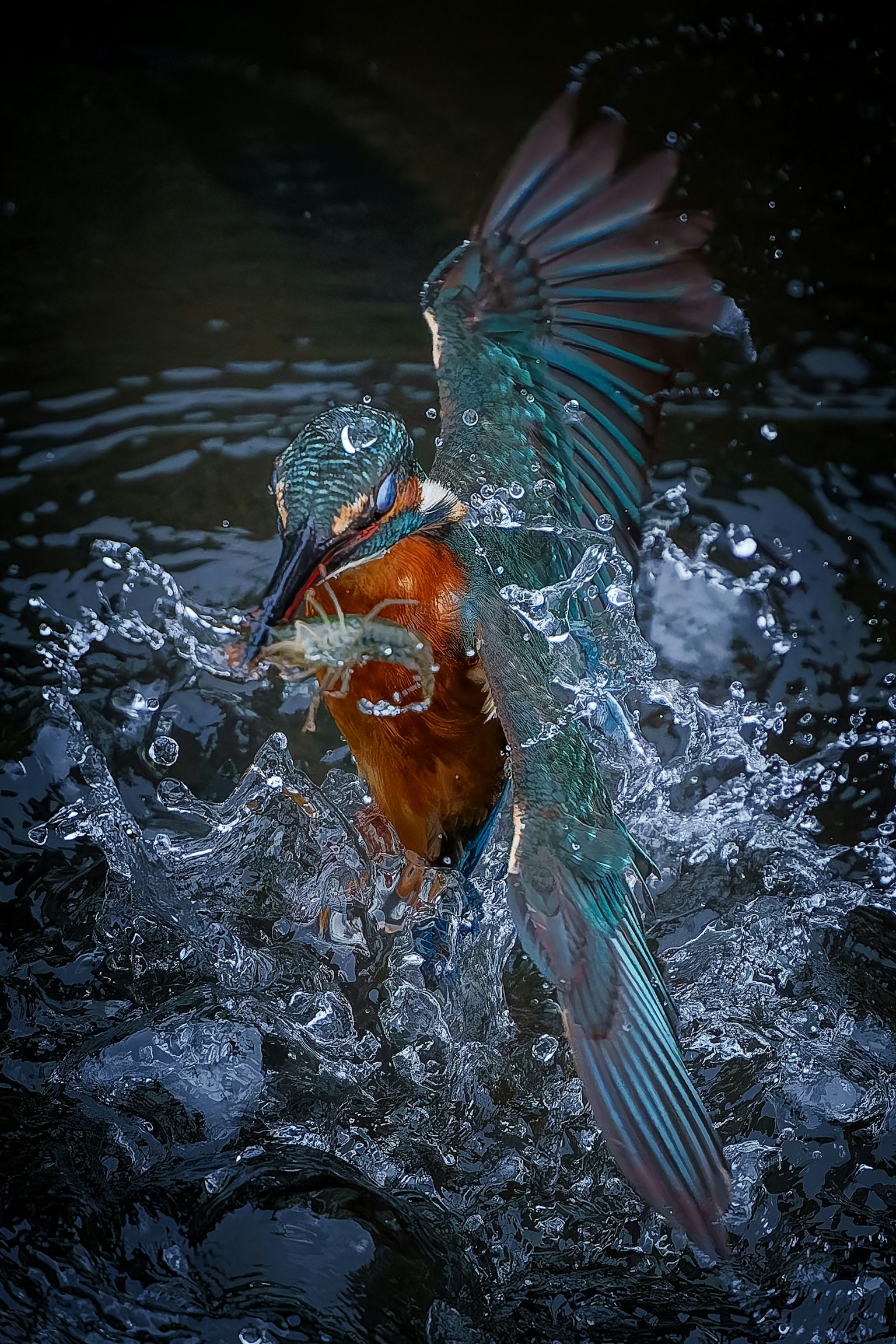 A vibrant kingfisher catching a fish on the water surface