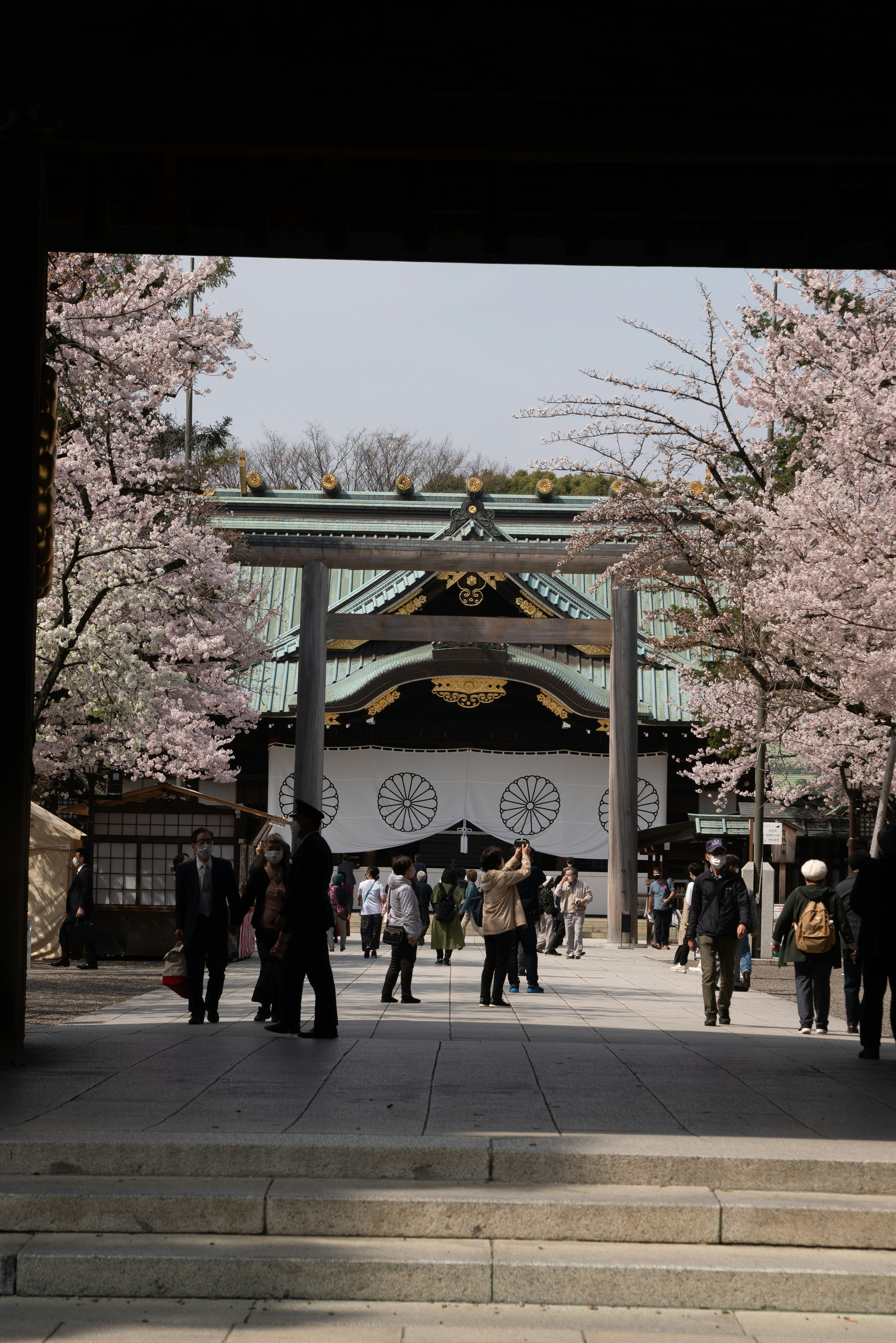 桜並木の参道を歩く人々が見える神社の鳥居のある風景