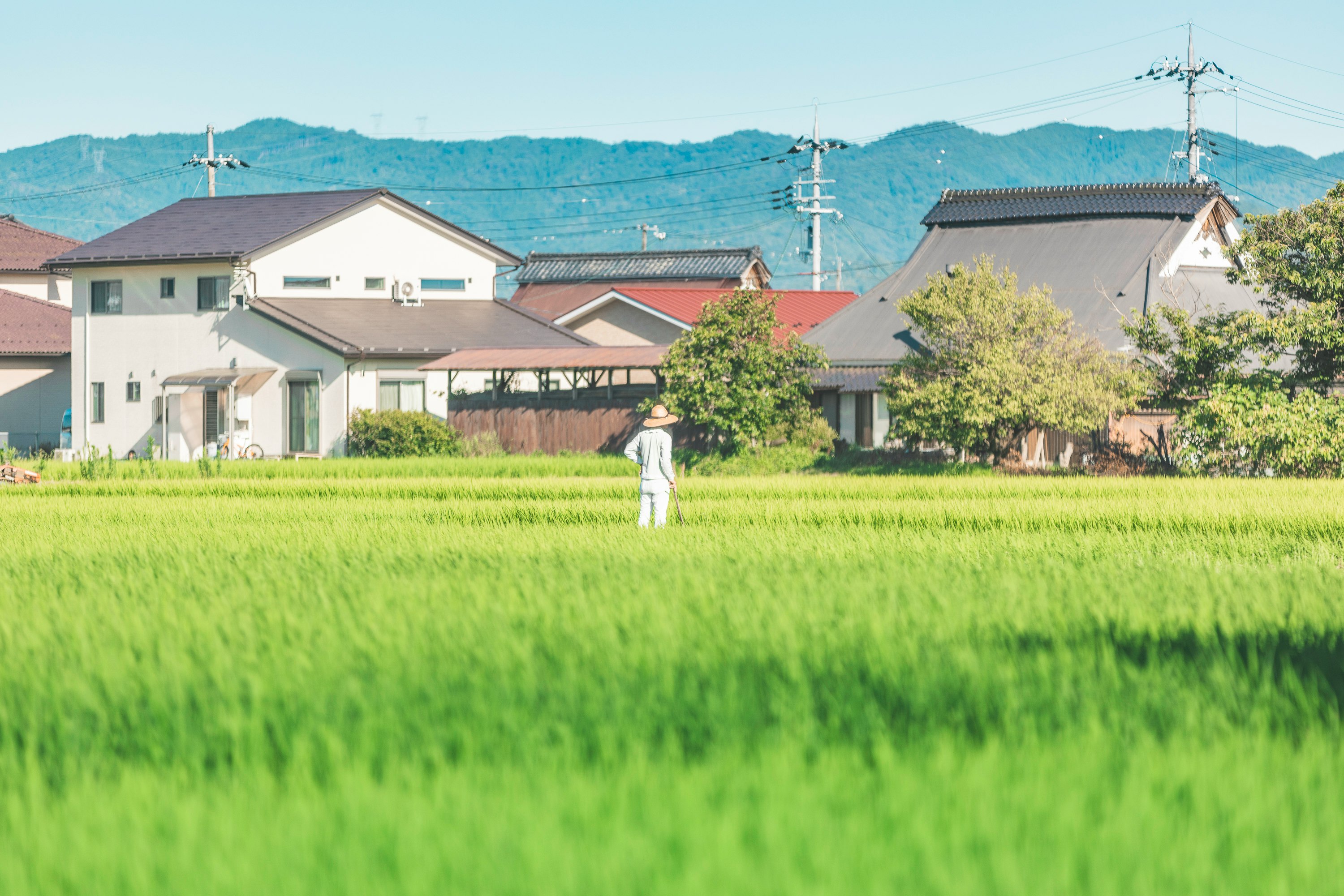 田んぼの緑の中を歩く人物と住宅街の風景