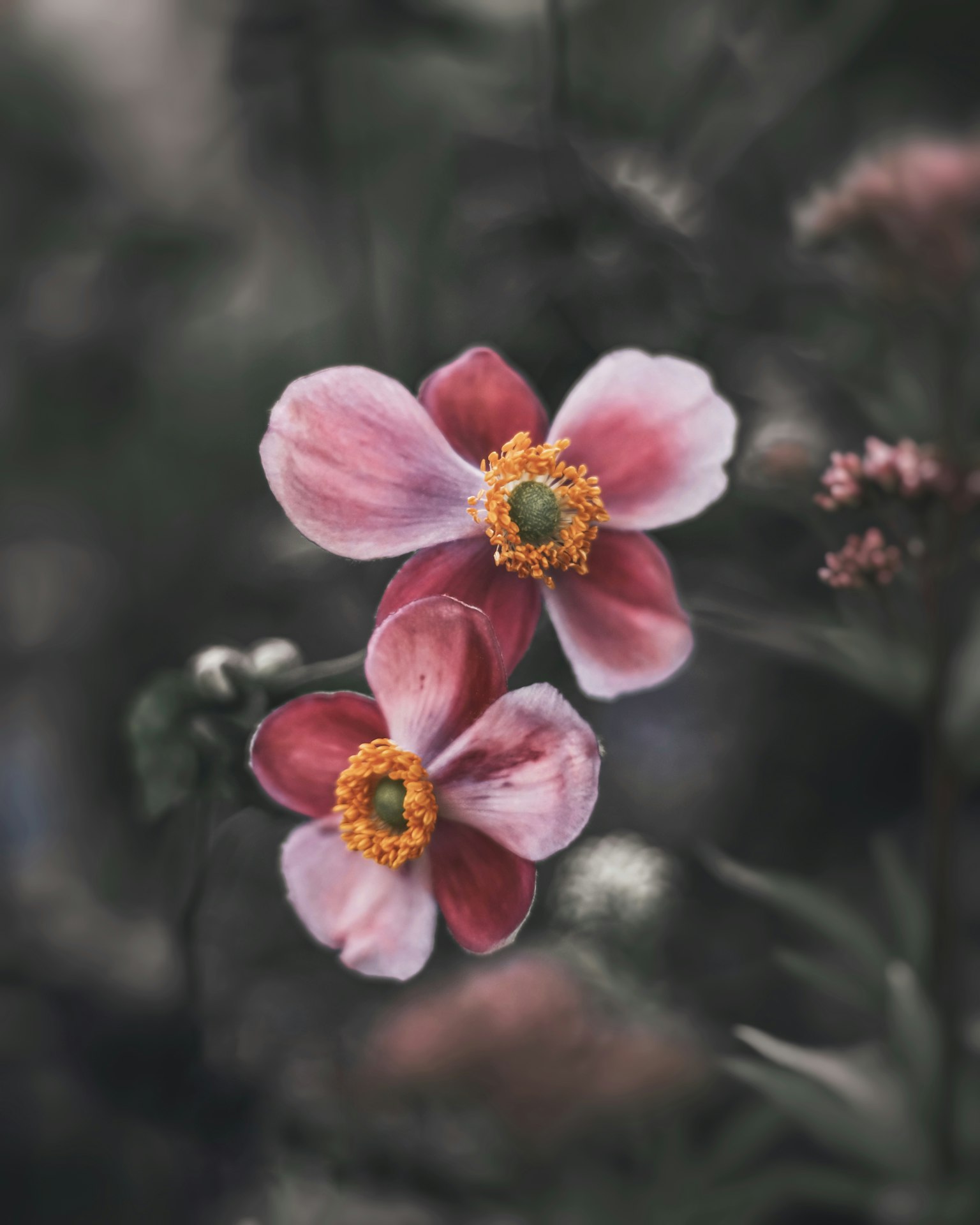 Deux fleurs roses avec des centres jaunes sur un fond vert foncé