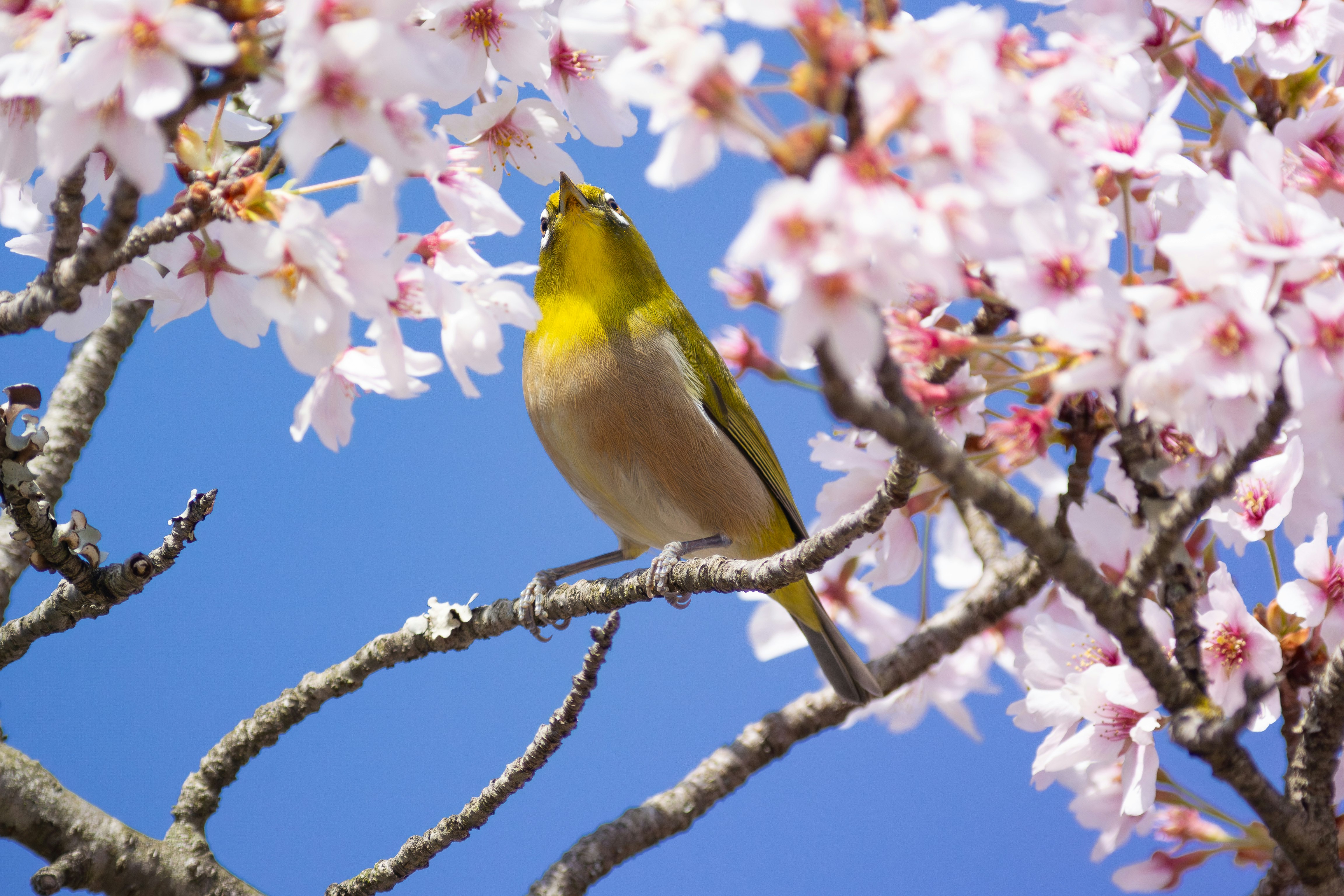 piccolo uccello posato su un ramo di fiori di ciliegio