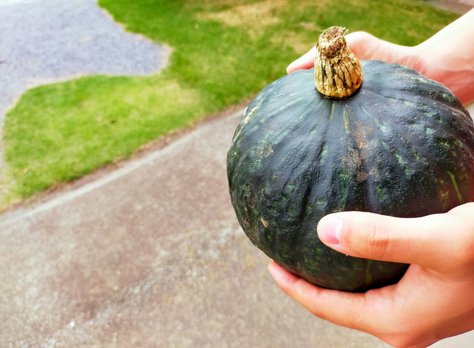 Una persona che tiene una zucca verde rotonda con un gambo distintivo