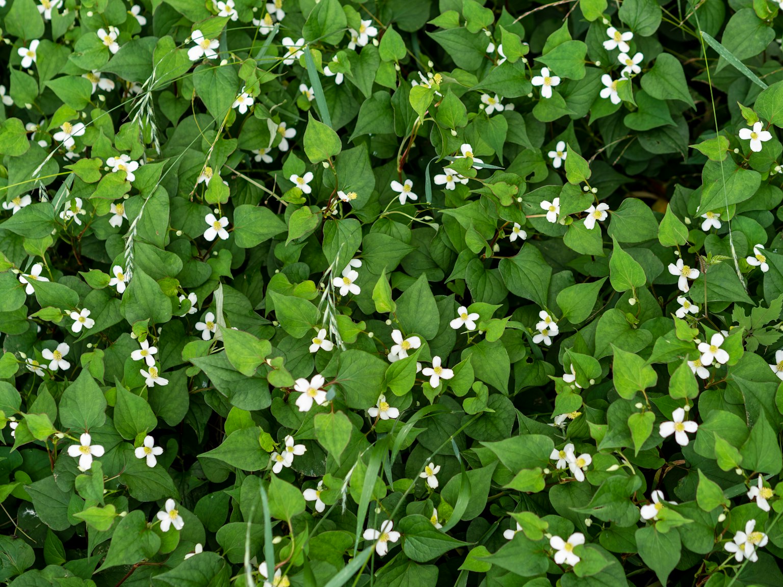 Ein Boden bedeckt mit grünen Blättern und kleinen weißen Blumen