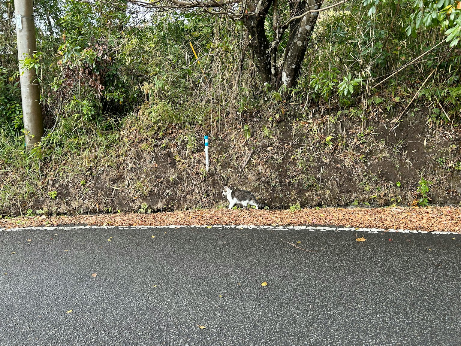 一只小白狗在铺好的道路旁，周围有绿色植被