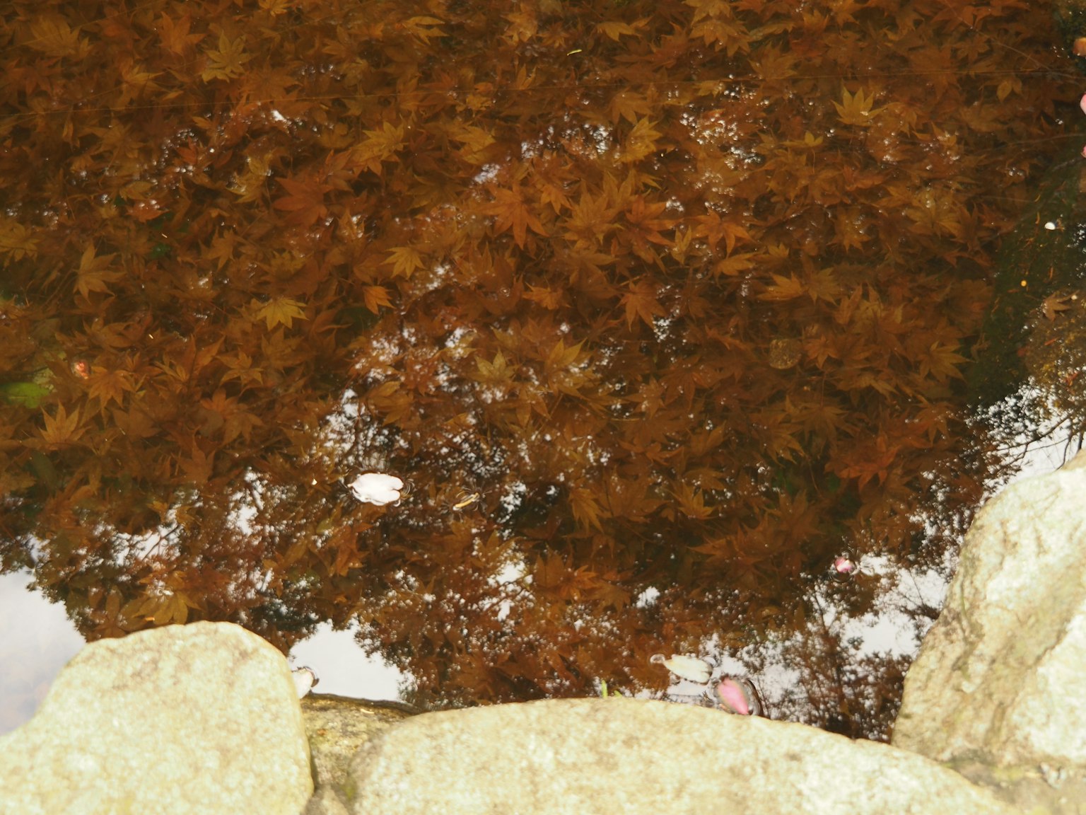 Alga coklat yang memantulkan di permukaan air dengan batu