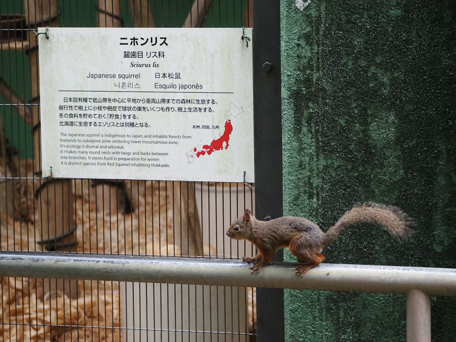 A squirrel walking on a fence in a Japanese zoo