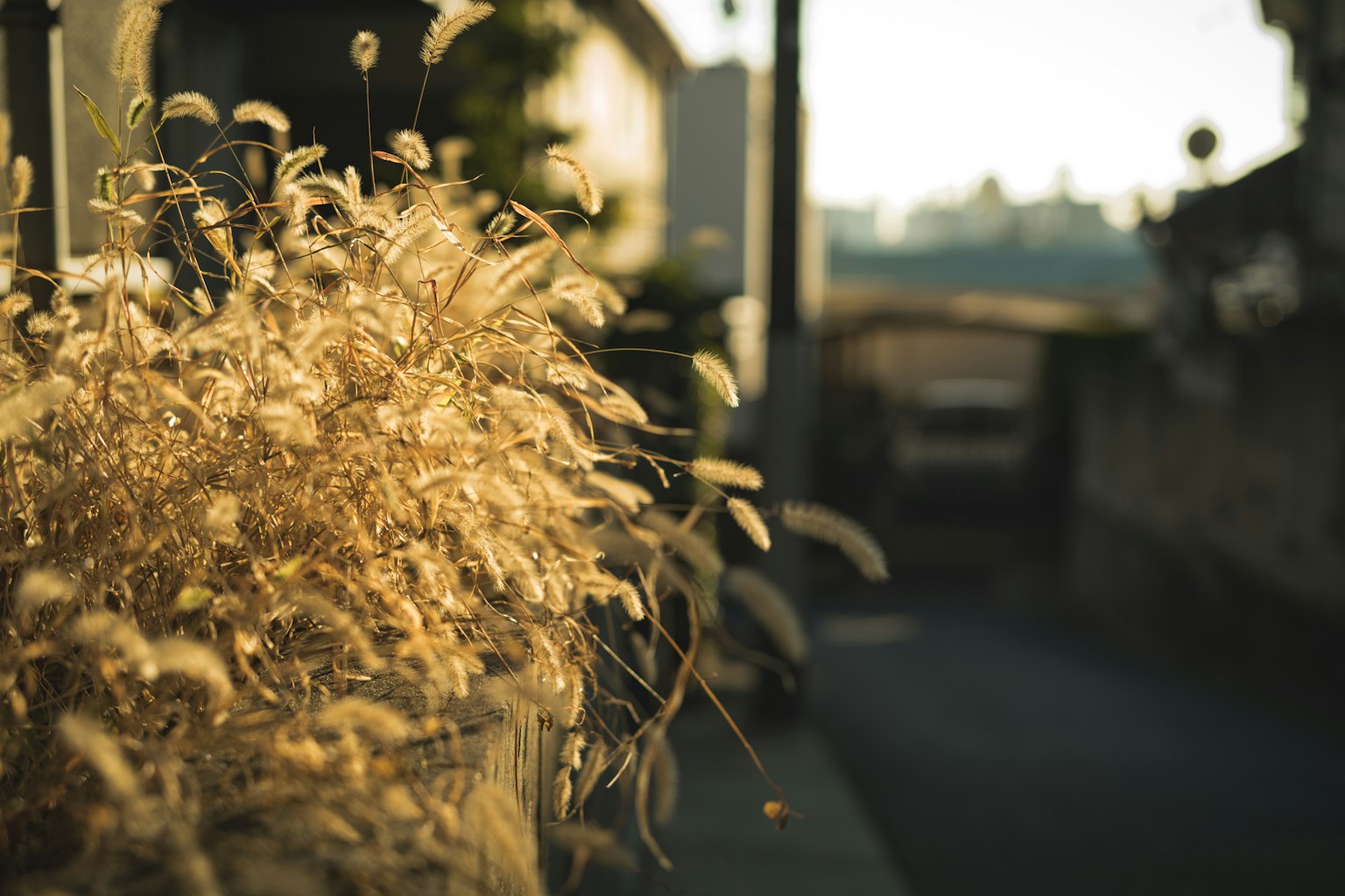 Golden grass illuminated by sunset along a pathway