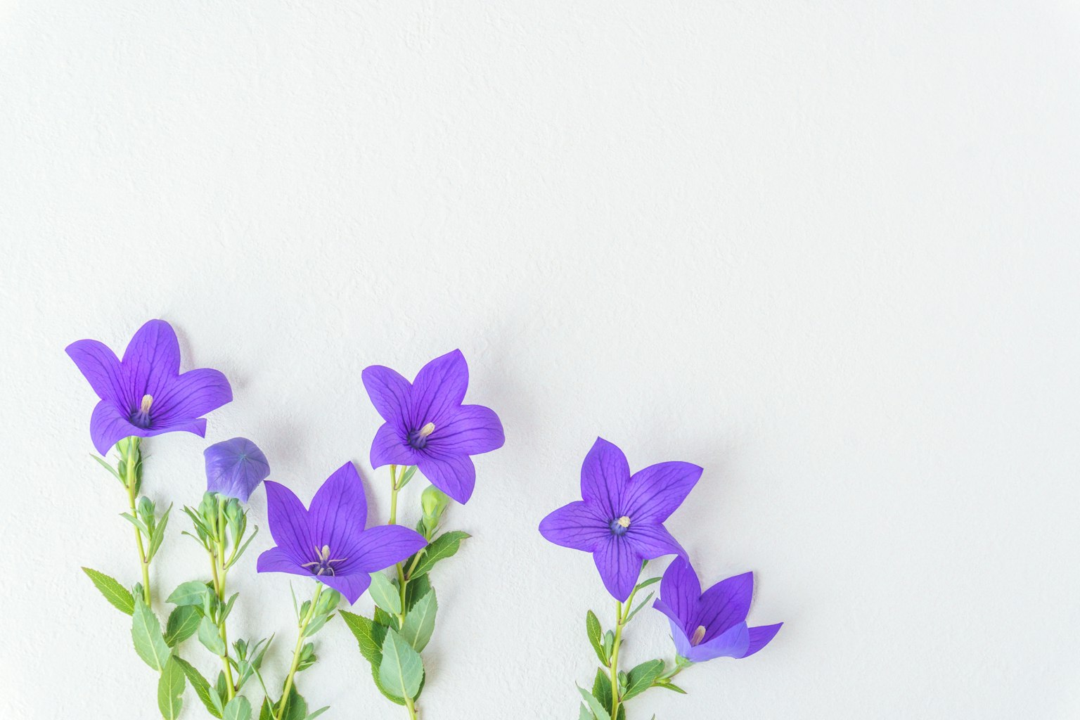 Fleurs violettes disposées sur un fond blanc