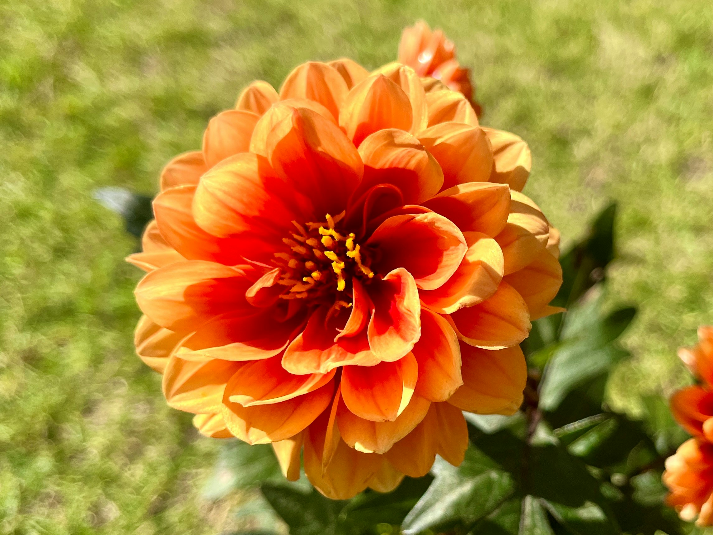fleur de dahlia orange sur de l’herbe verte