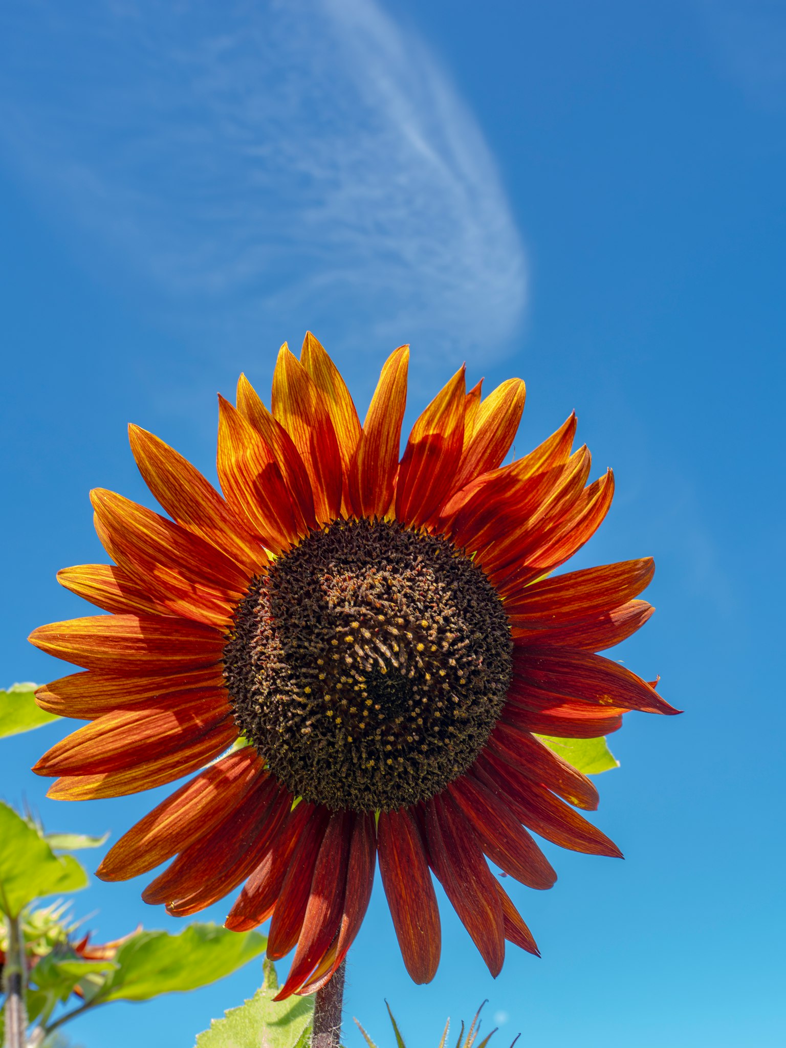 Hoa hướng dương màu cam nở dưới bầu trời xanh