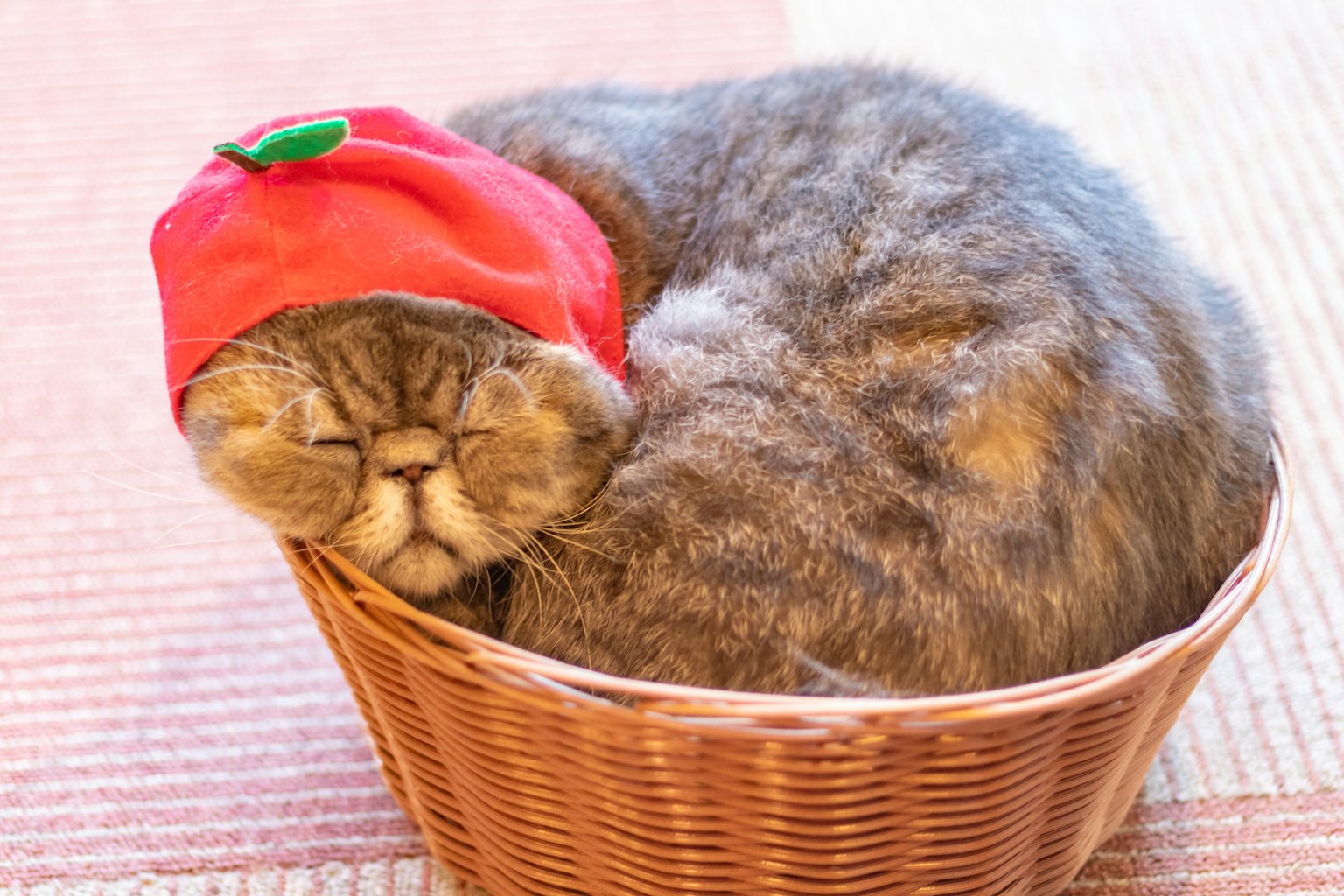 Eine Katze mit einem roten Hut, die sich in einem Korb zusammenrollt