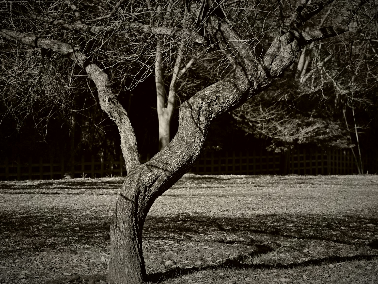 Un tronco d'albero contorto spicca in un paesaggio in bianco e nero