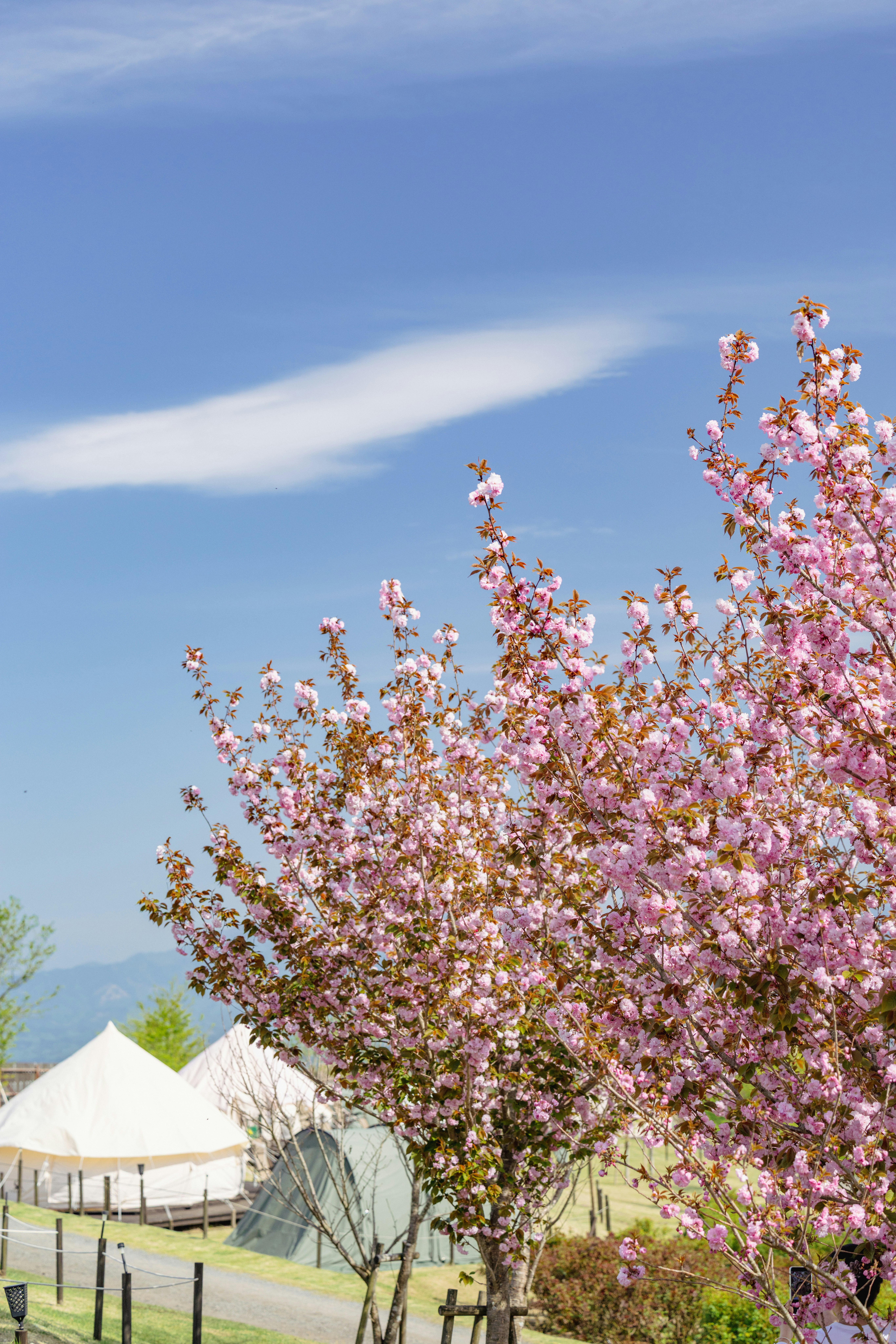 八重桜の花が咲く青空の下の景色
