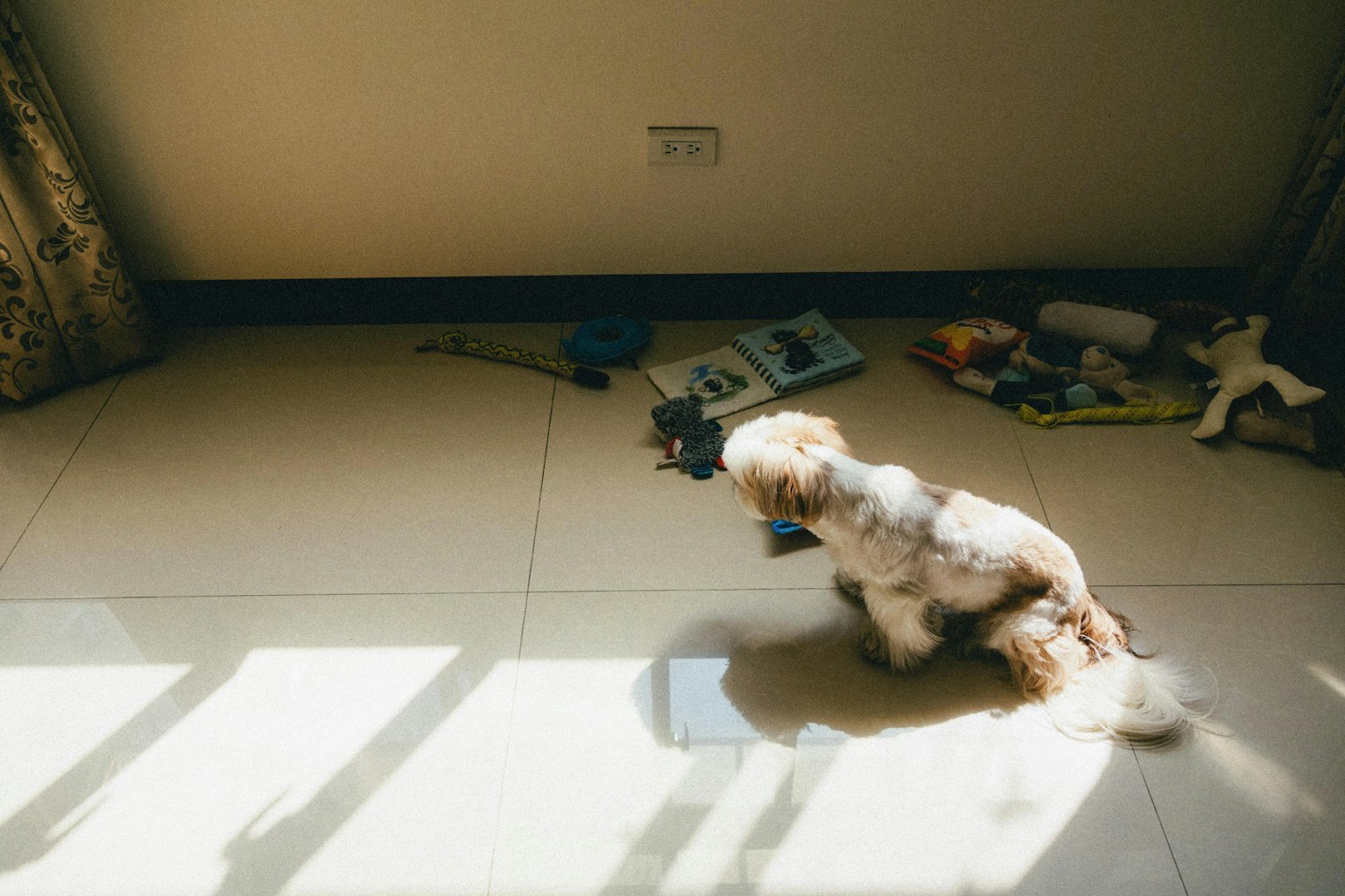 日差しの中で座っている犬と散らかったおもちゃ