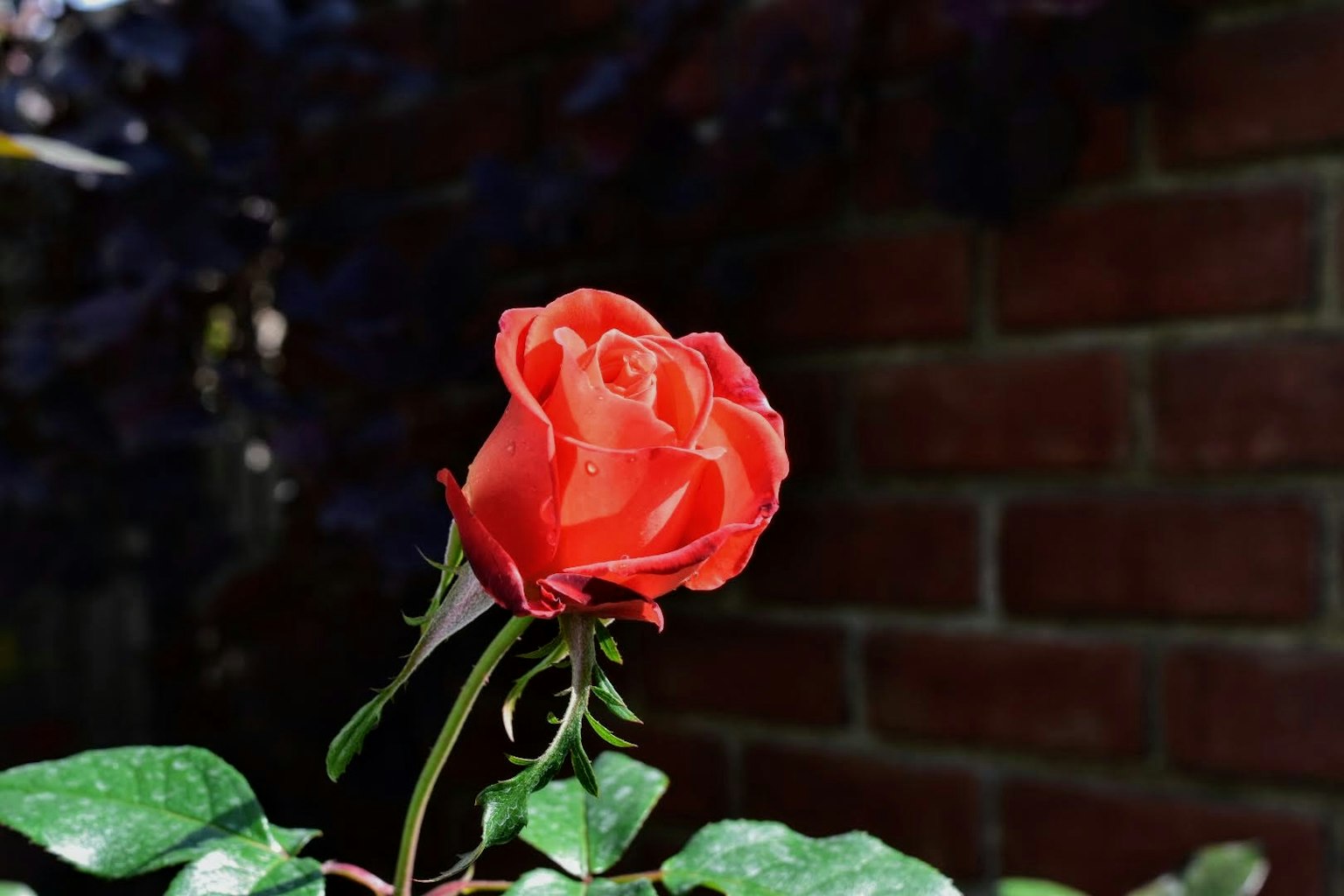 Une rose rouge vibrante fleurissant parmi les feuilles vertes