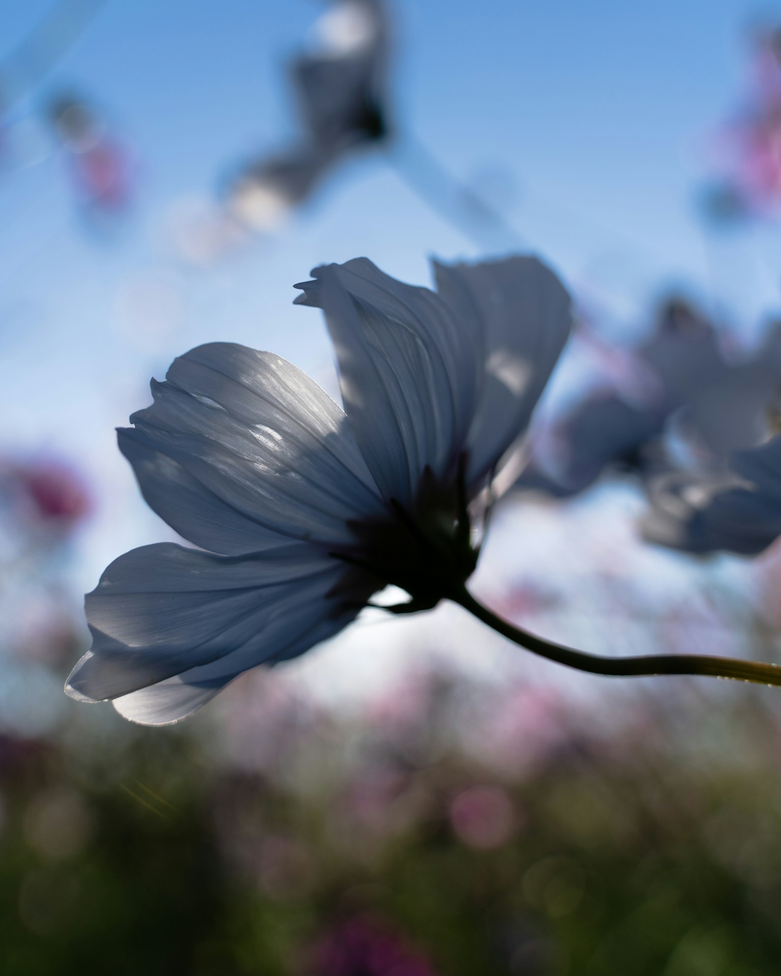 Silhouette einer weißen Blume vor blauem Himmel