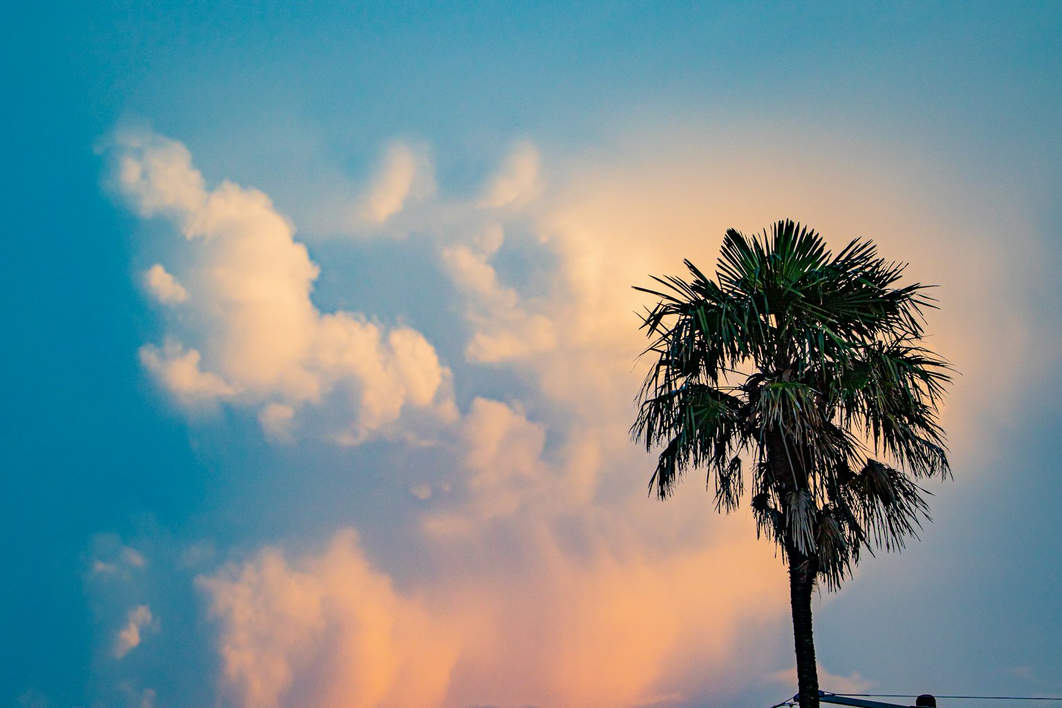 Palme silhouettiert vor einem bunten Himmel mit sanften Wolken