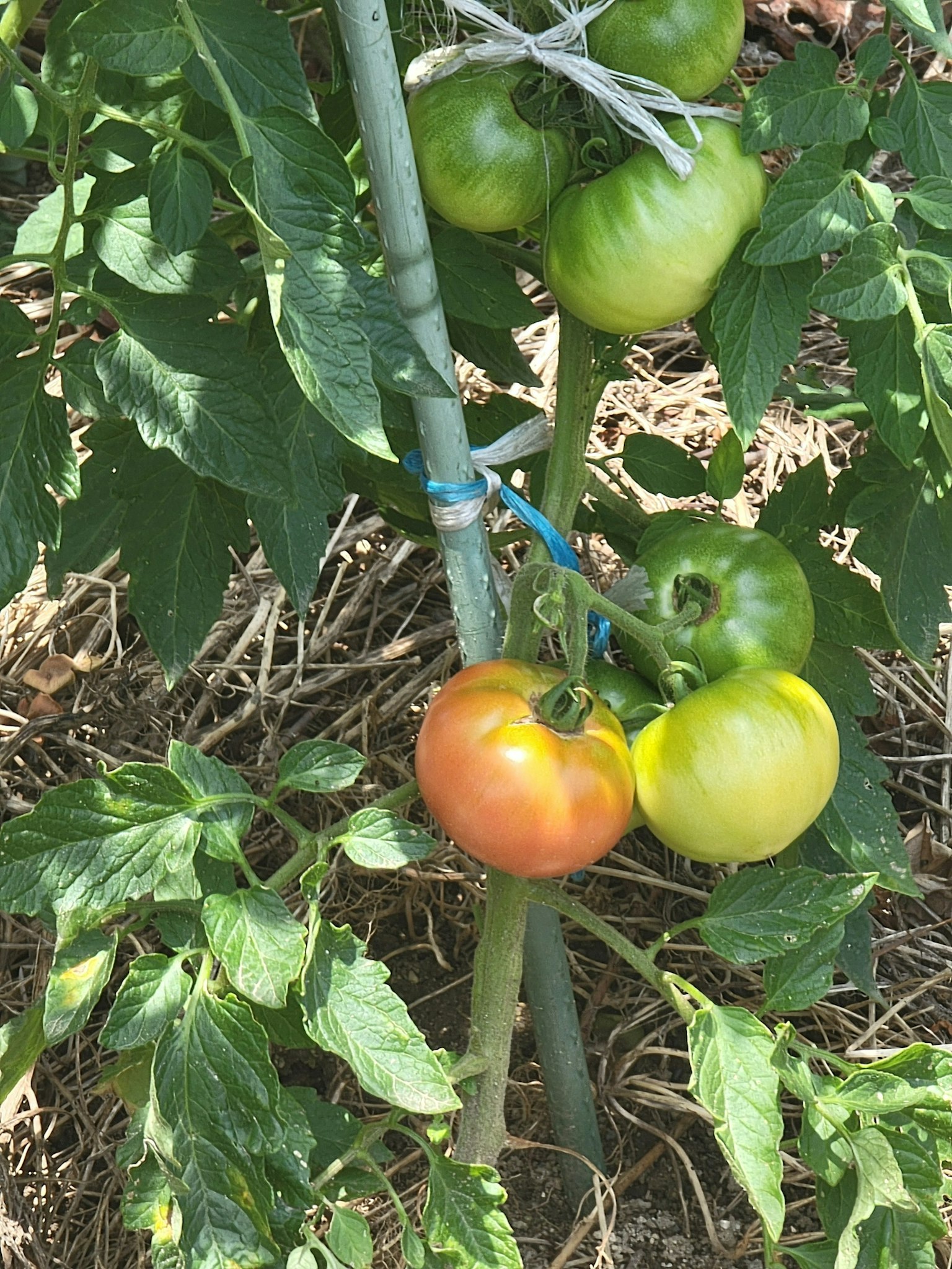 Pomodori verdi e un pomodoro arancione in fase di maturazione su una pianta di pomodoro