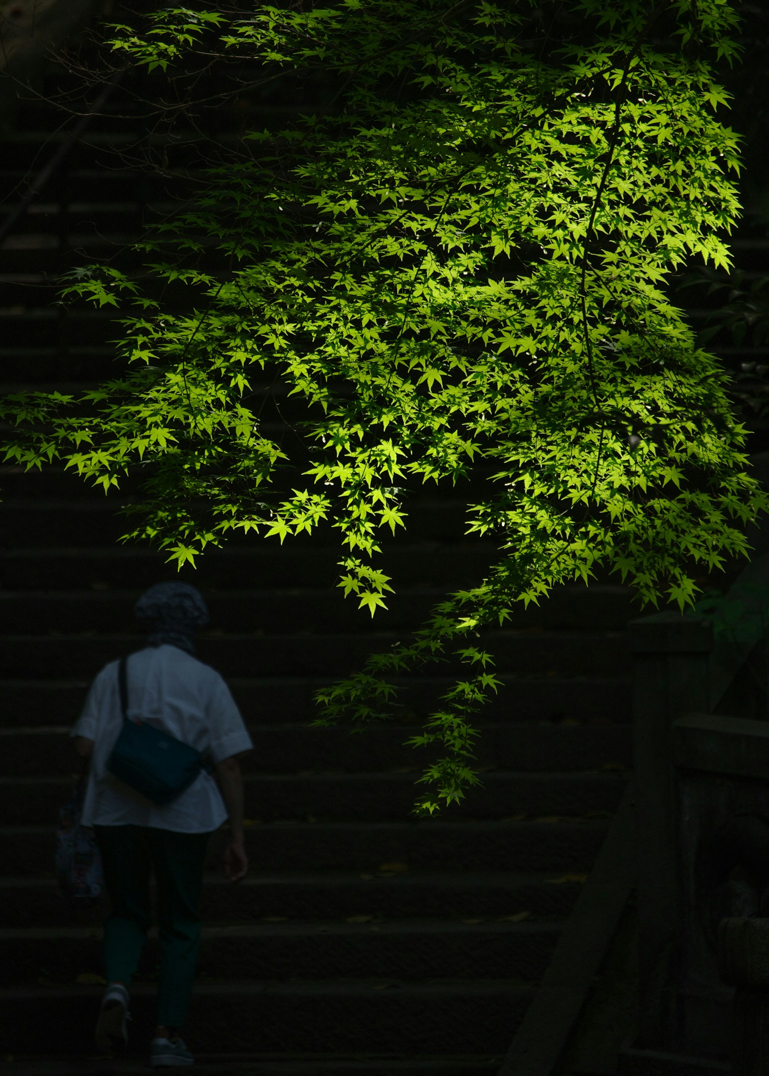 A person walking up stairs with bright green leaves illuminated behind them