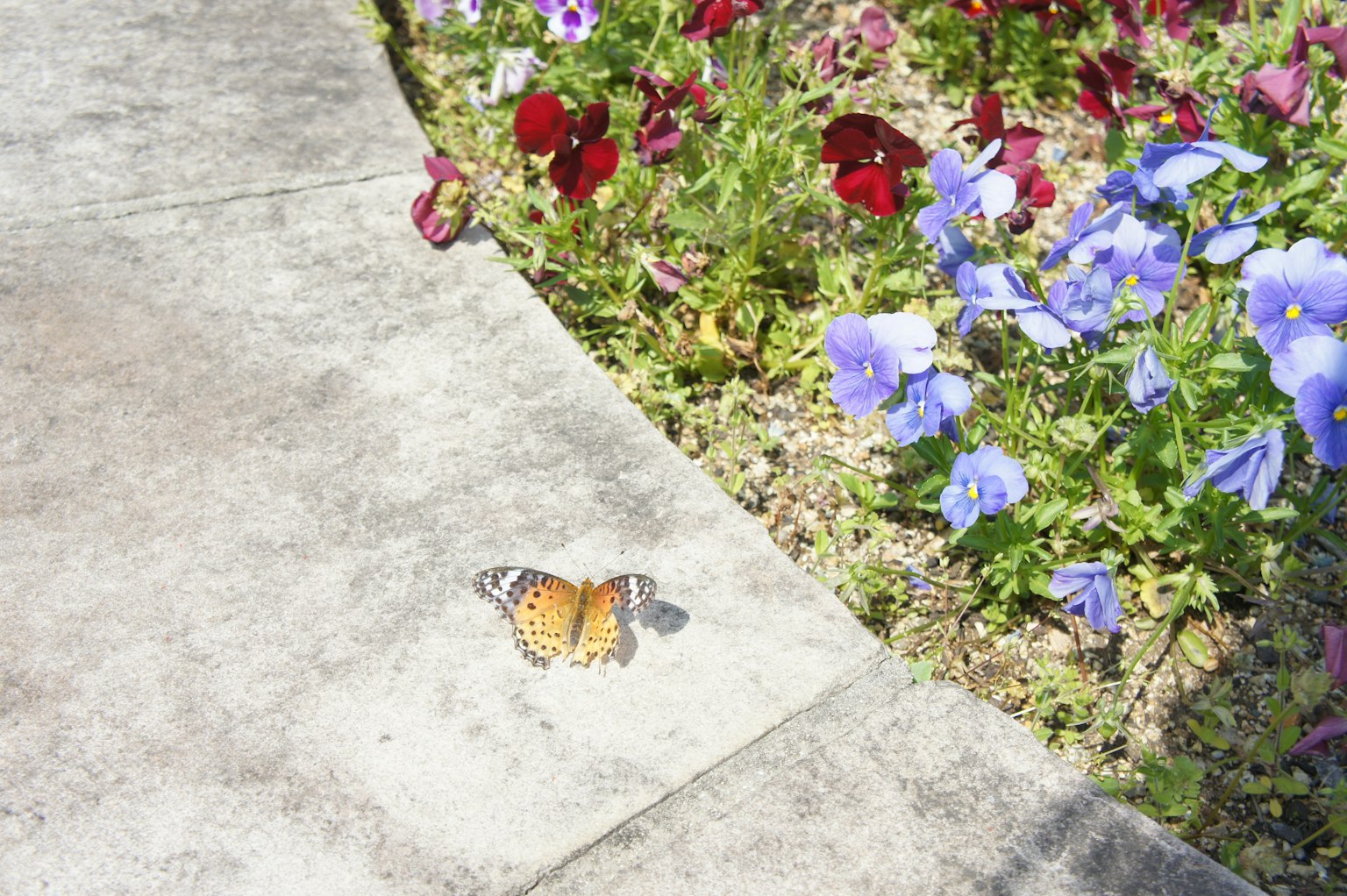 Butterfly on a sidewalk near colorful flowers