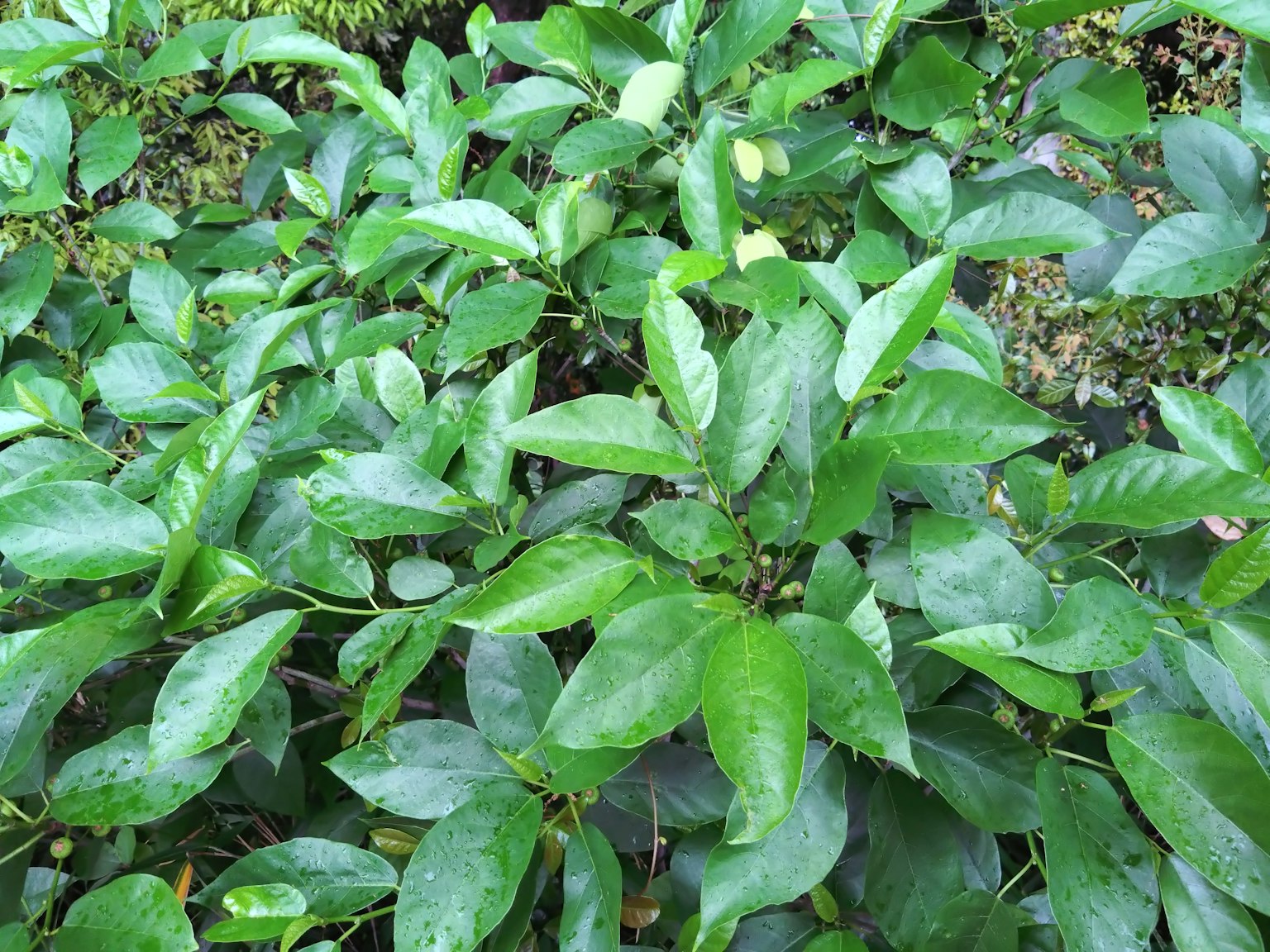 Close-up tanaman hijau subur dengan daun lebat